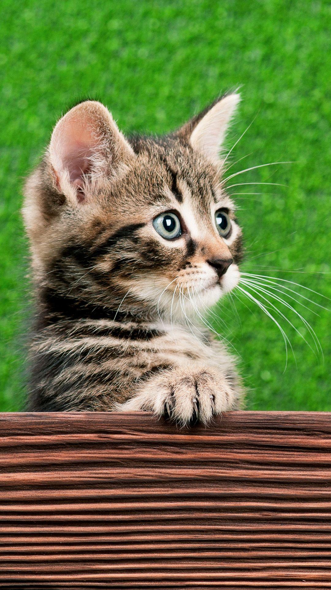 1080x1920 Cat iPhone Wallpaper