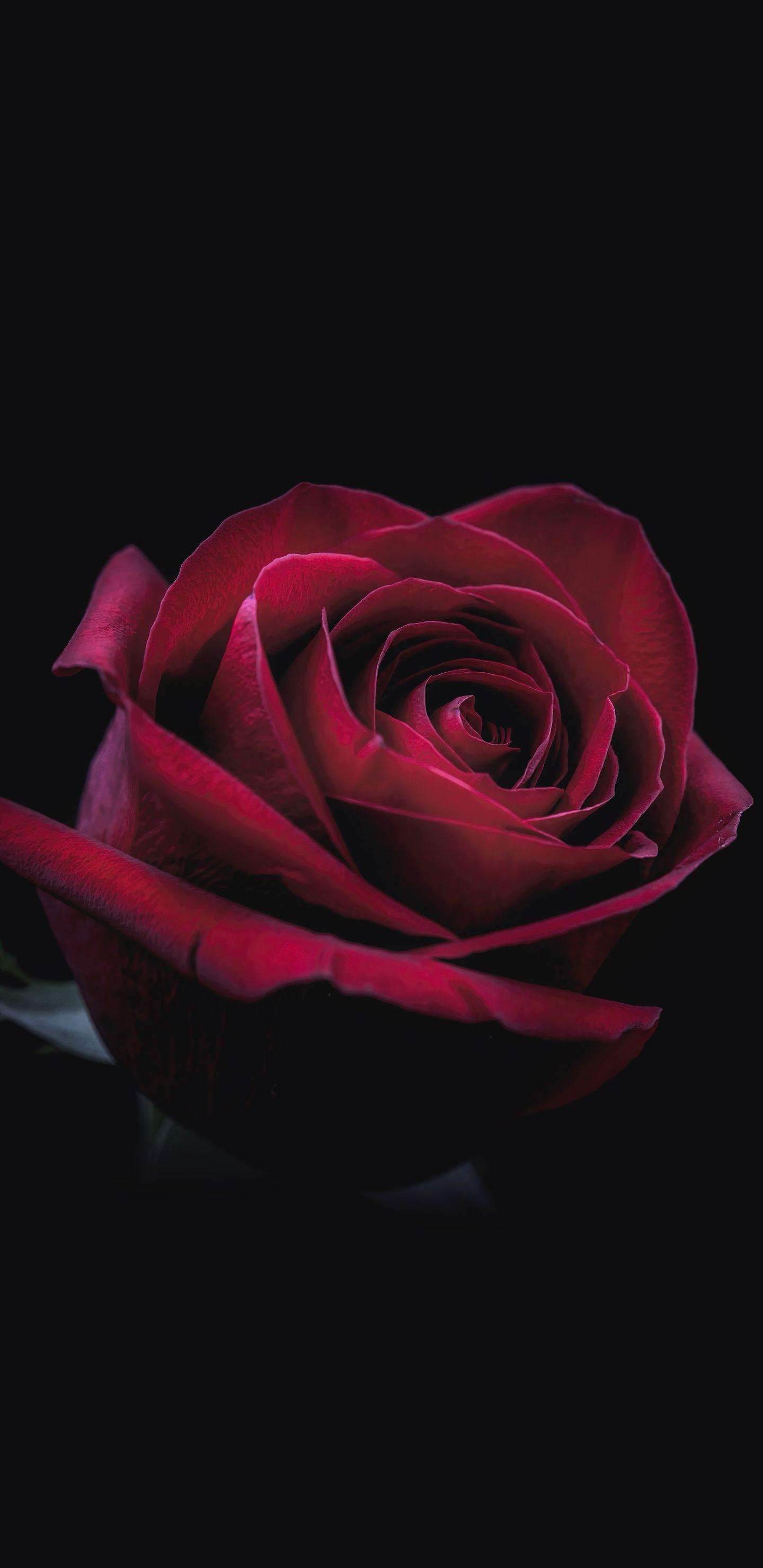 1440x2960 Rose Oled 8k Samsung Galaxy Note S S SQHD HD 4k