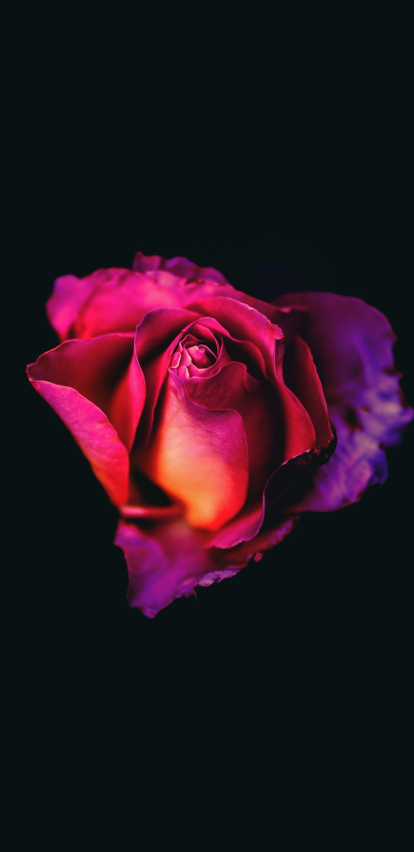 1440x2960 Rose Oled Dark 8k Samsung Galaxy Note S S SQHD