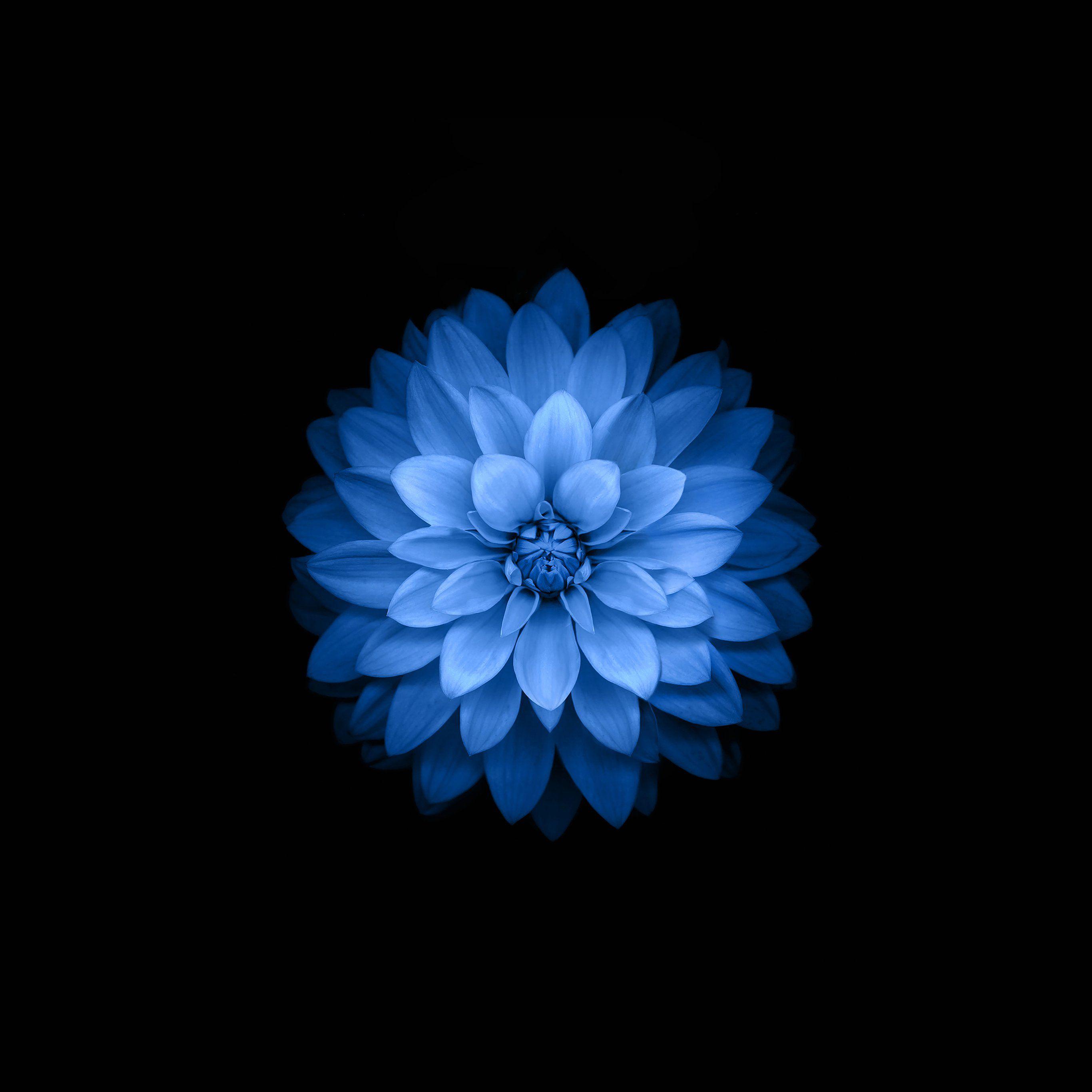 2732x2732 Flower Apple iPhone Wallpaper