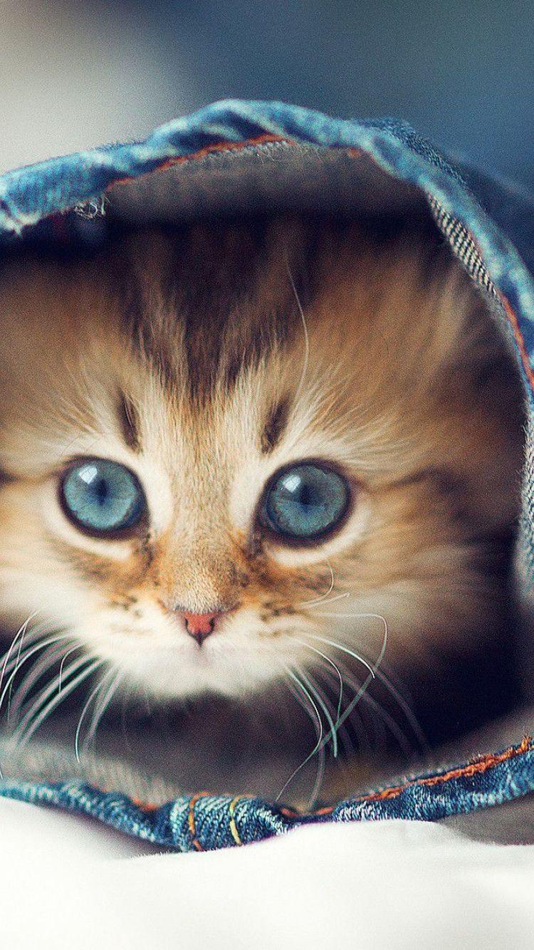 750x1334 Cute Cat Desktop Wallpaper
