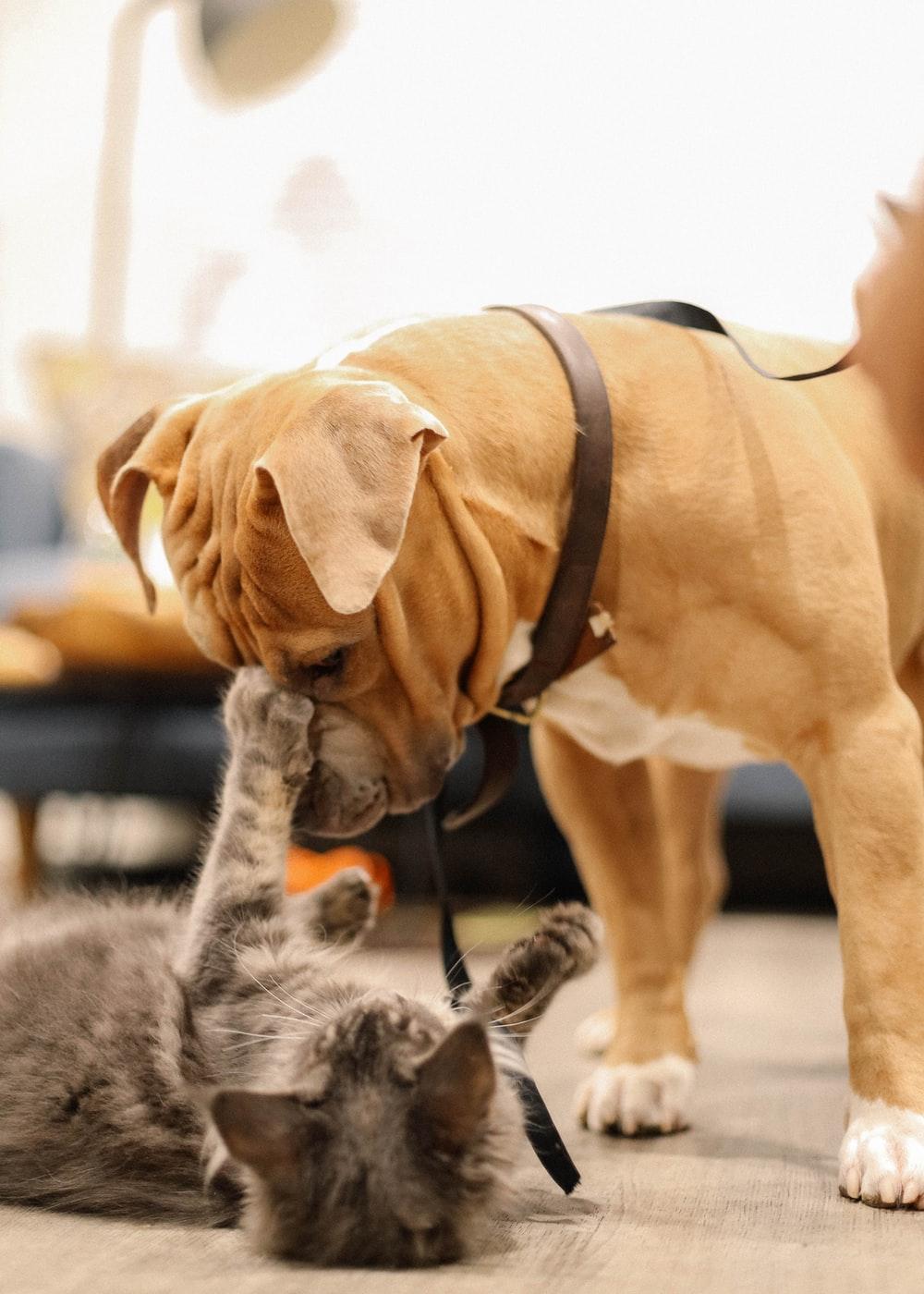 1000x1400 [HQ] Cat And Dog Picture. Download Free Image