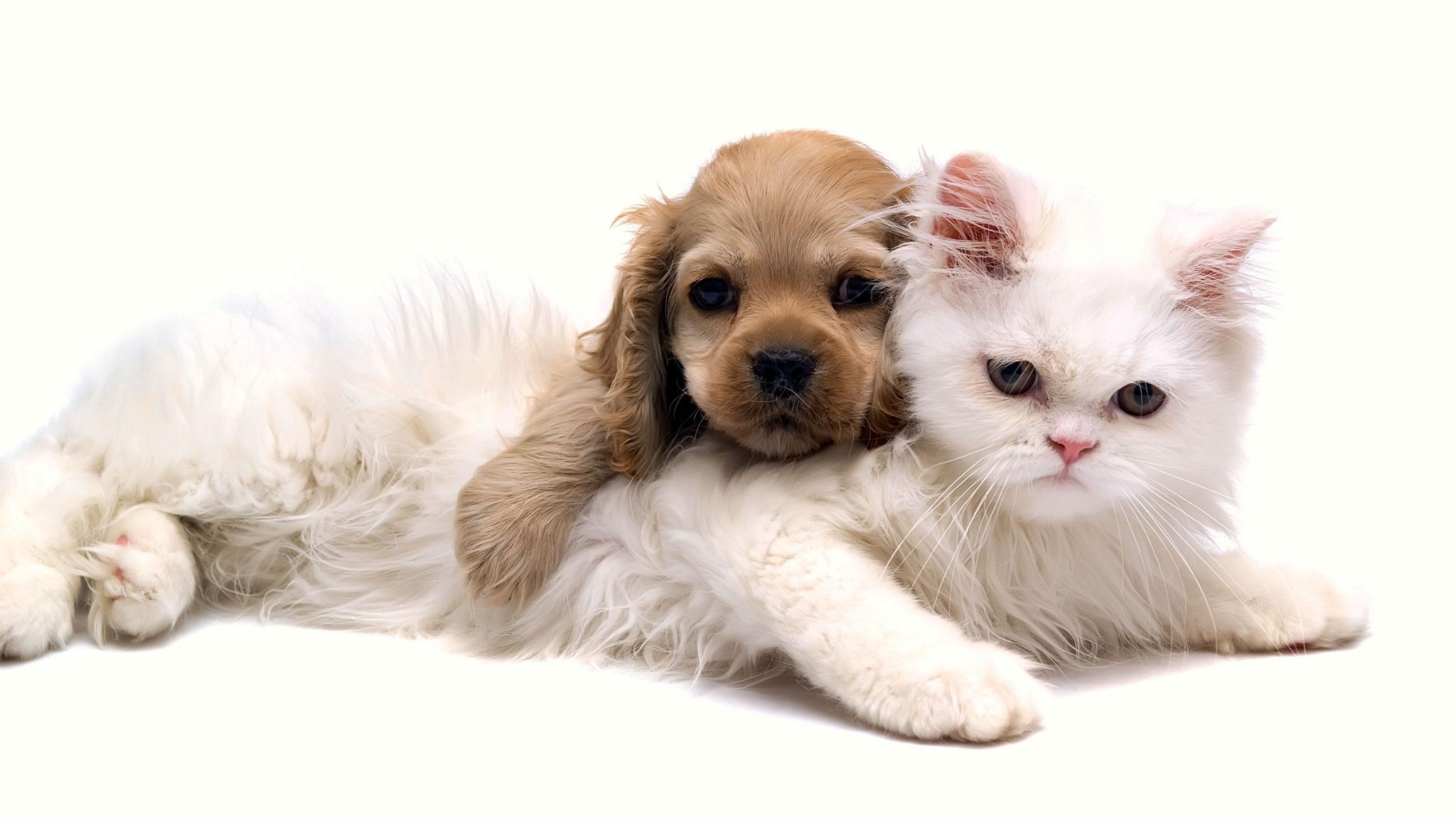 2048x1152 Wallpaper Cat, Puppy, Face, Down, Friends Dog And Cat