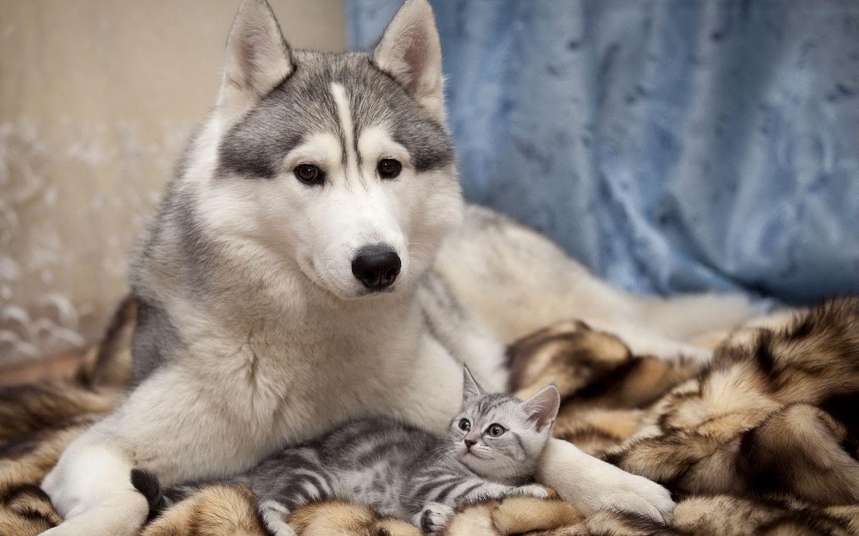 1680x1050 Download wallpaper 1680x1050 dog, cat, kitten, lie widescreen 16:10 HD background