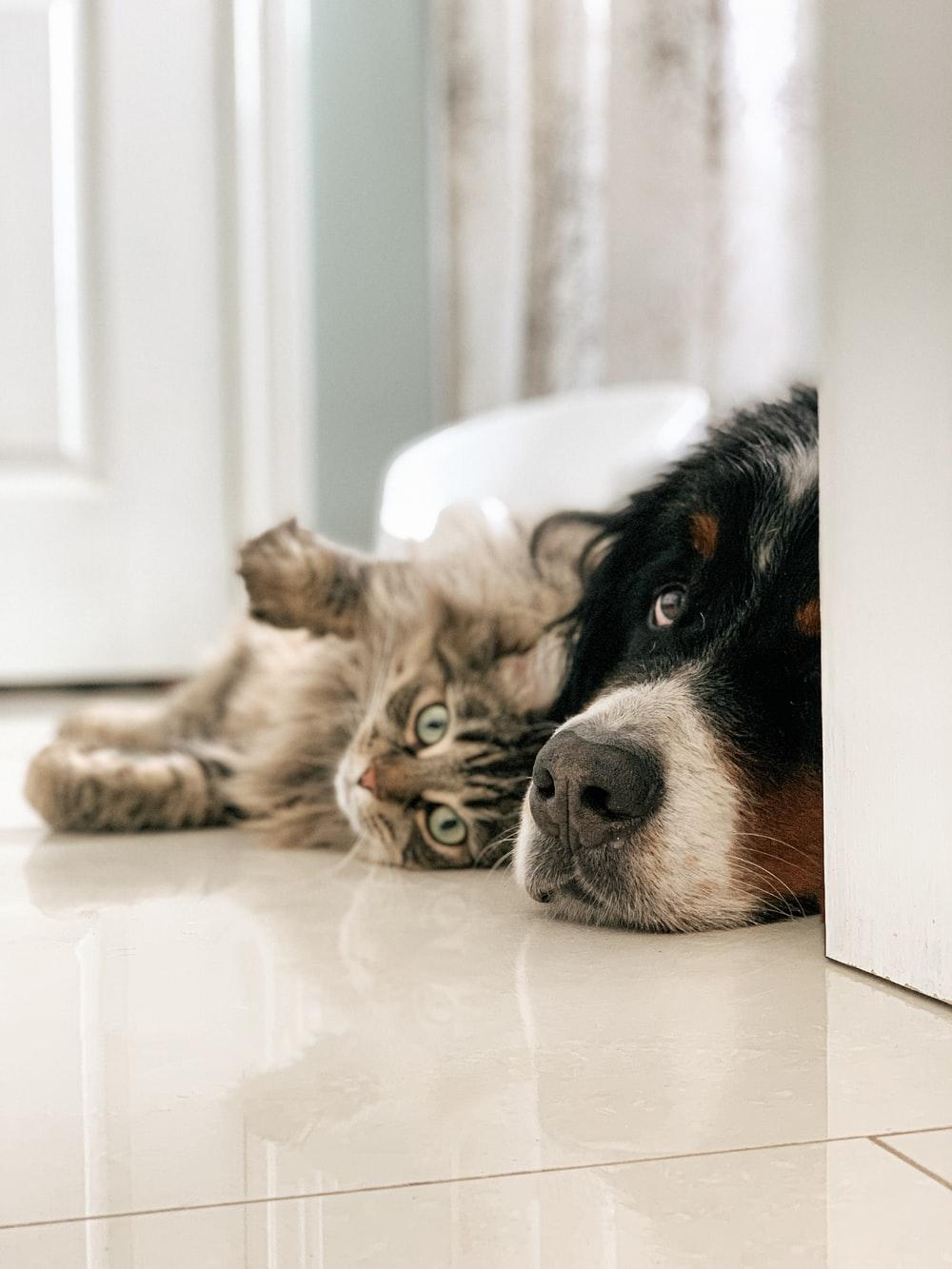 1000x1333 [HQ] Cat And Dog Picture. Download Free Image