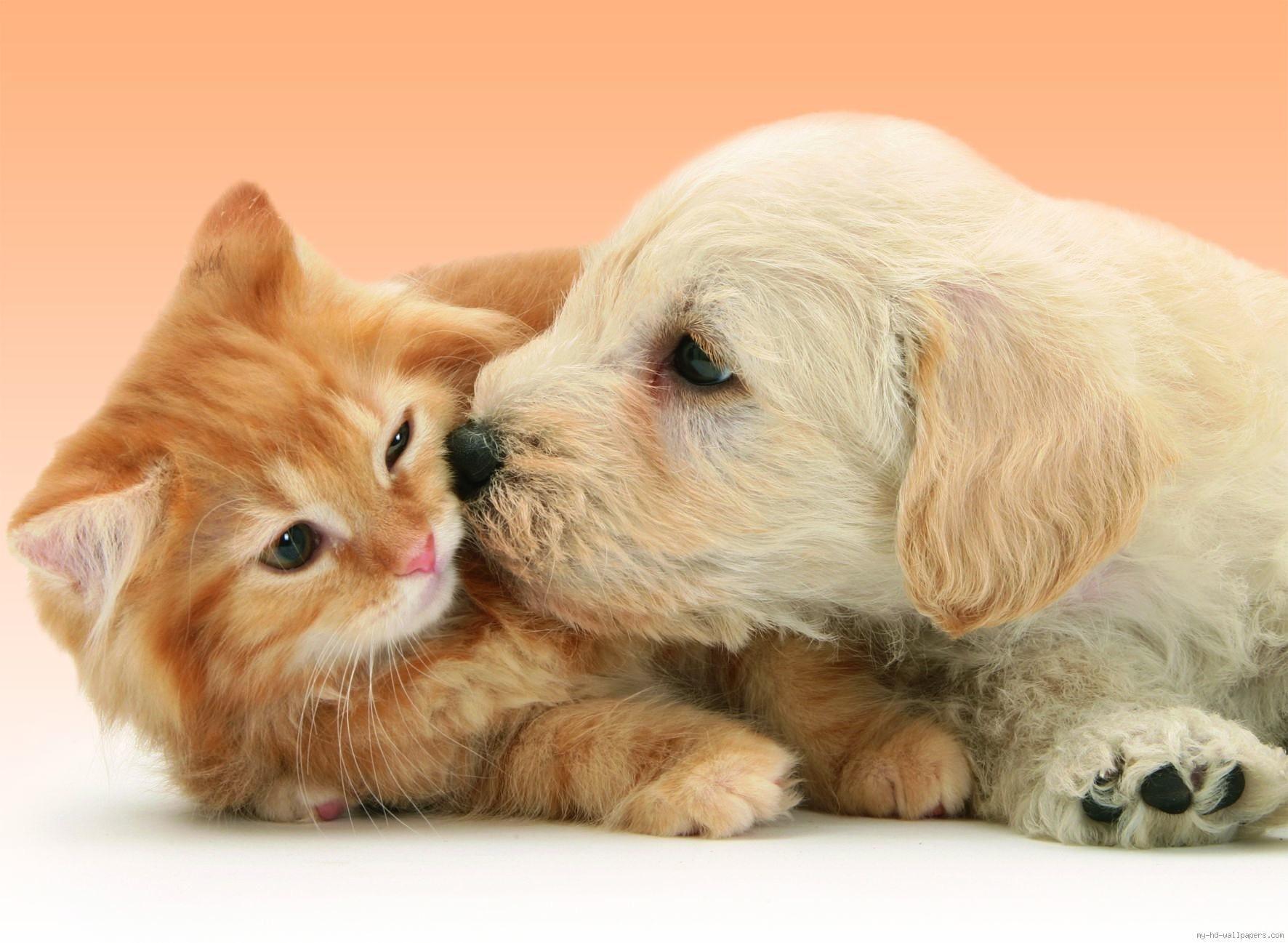 1772x1297 Puppy Dog Kissing Cat, Cat And Dog Wallpaper, Animal, Fun • Wallpaper For You