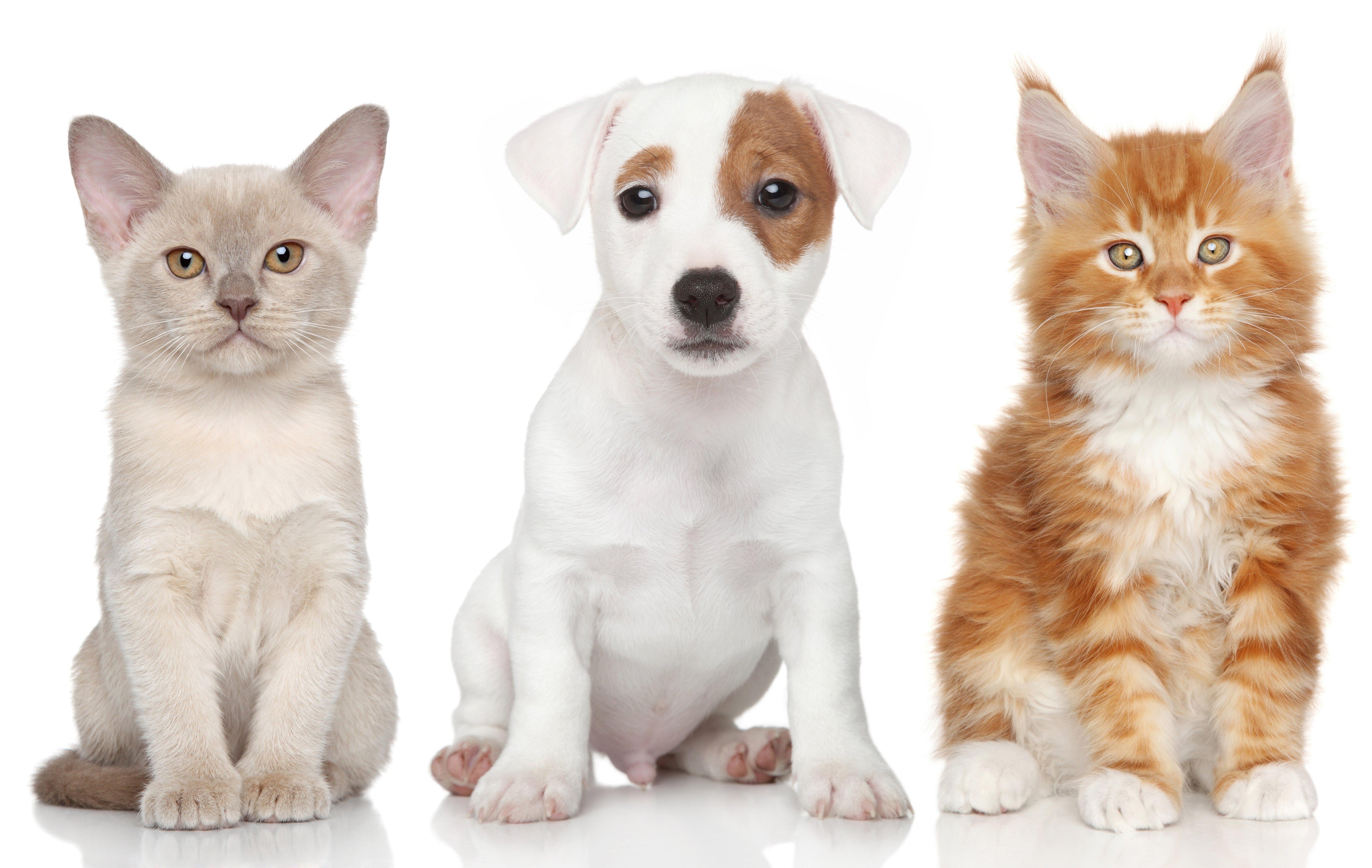 5917x3744 dogs, Cats, Three, Puppy, Kittens, Animals, Kitten, Baby Cute Wallpaper HD / Desktop and Mobile Background