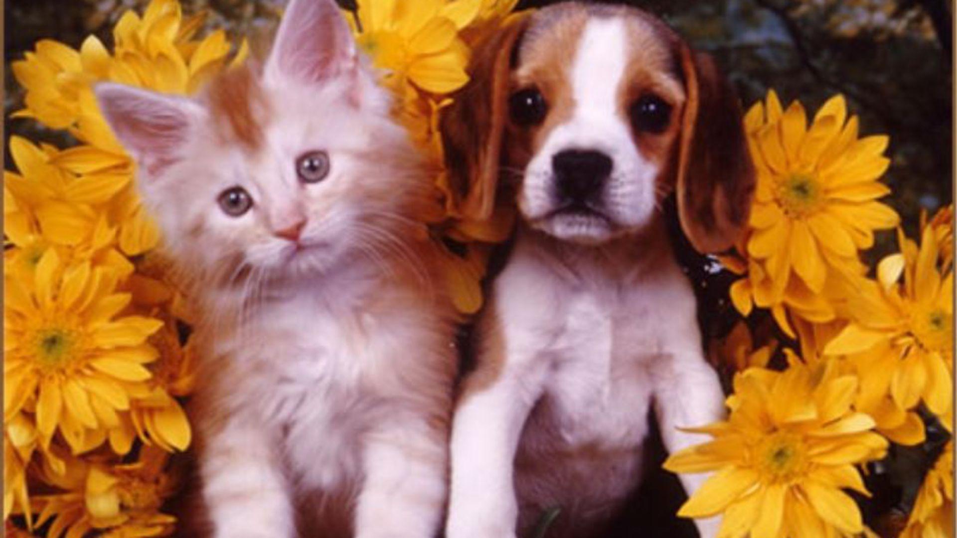 1920x1080 Adorable Kitten and Puppy HD Wallpaper