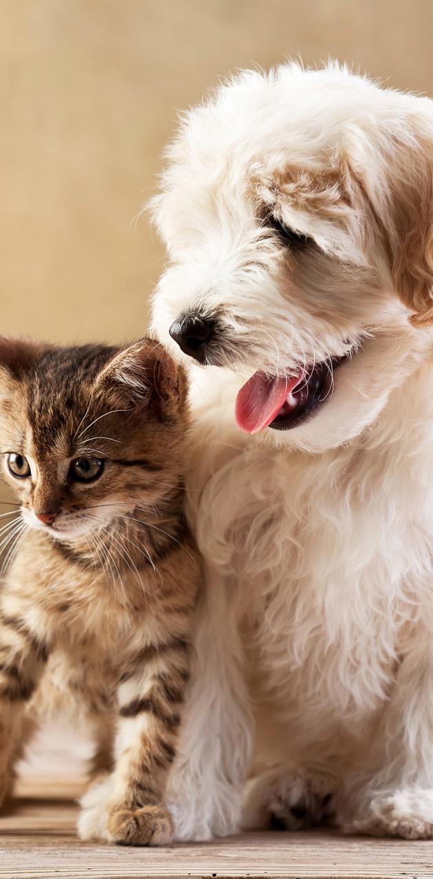 630x1280 Kitten pupy kedi dog wallpaper