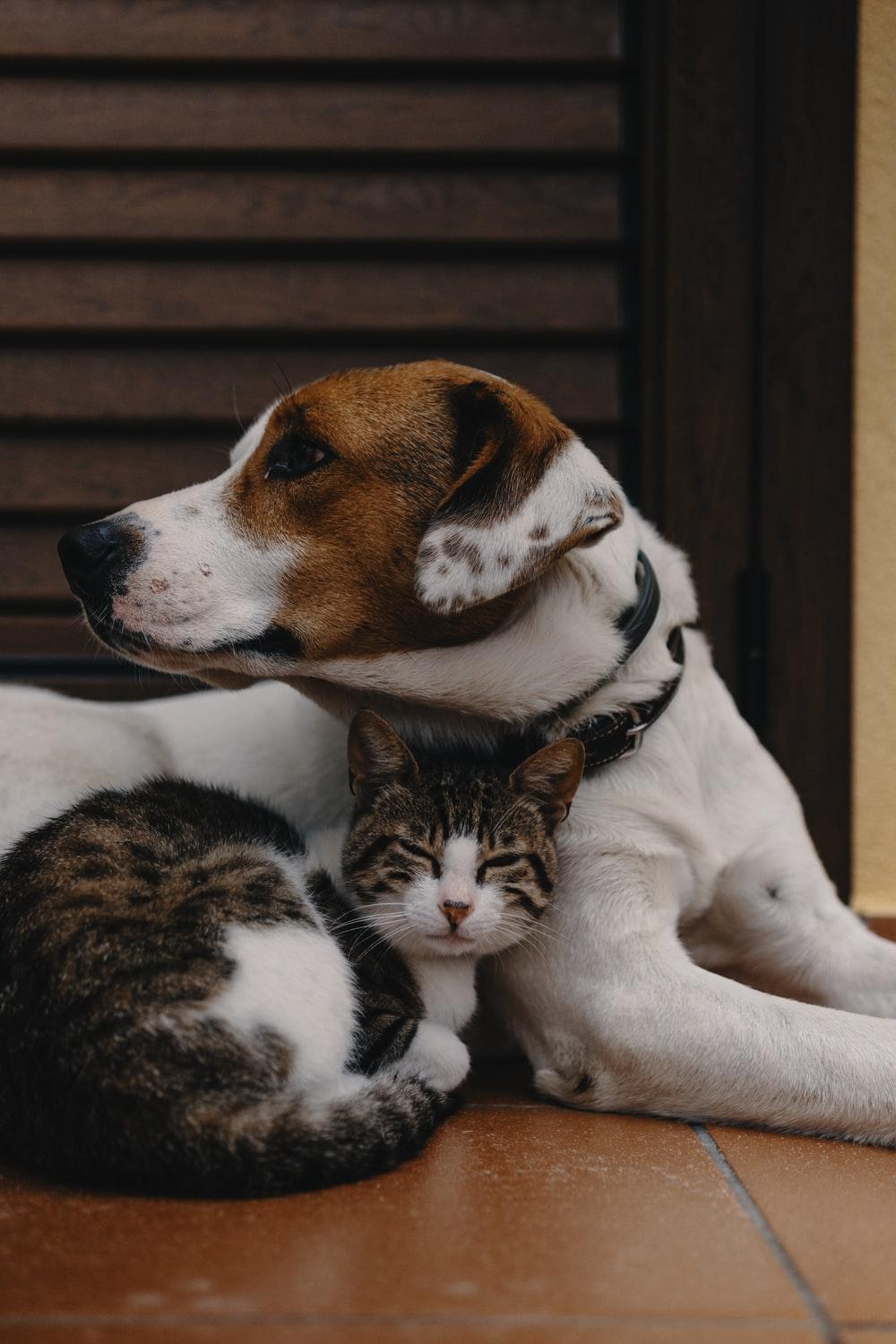 1000x1500 [HQ] Cat And Dog Picture. Download Free Image