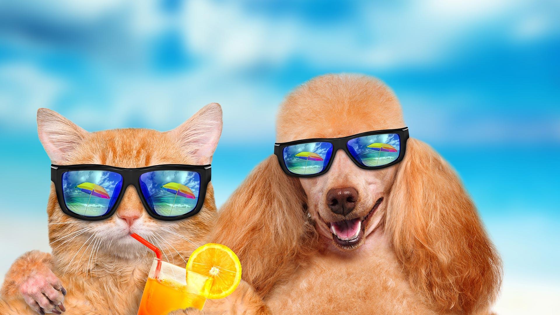 1920x1080 Cat Vs Dog Wallpaper. Top Cat Vs Dog Image