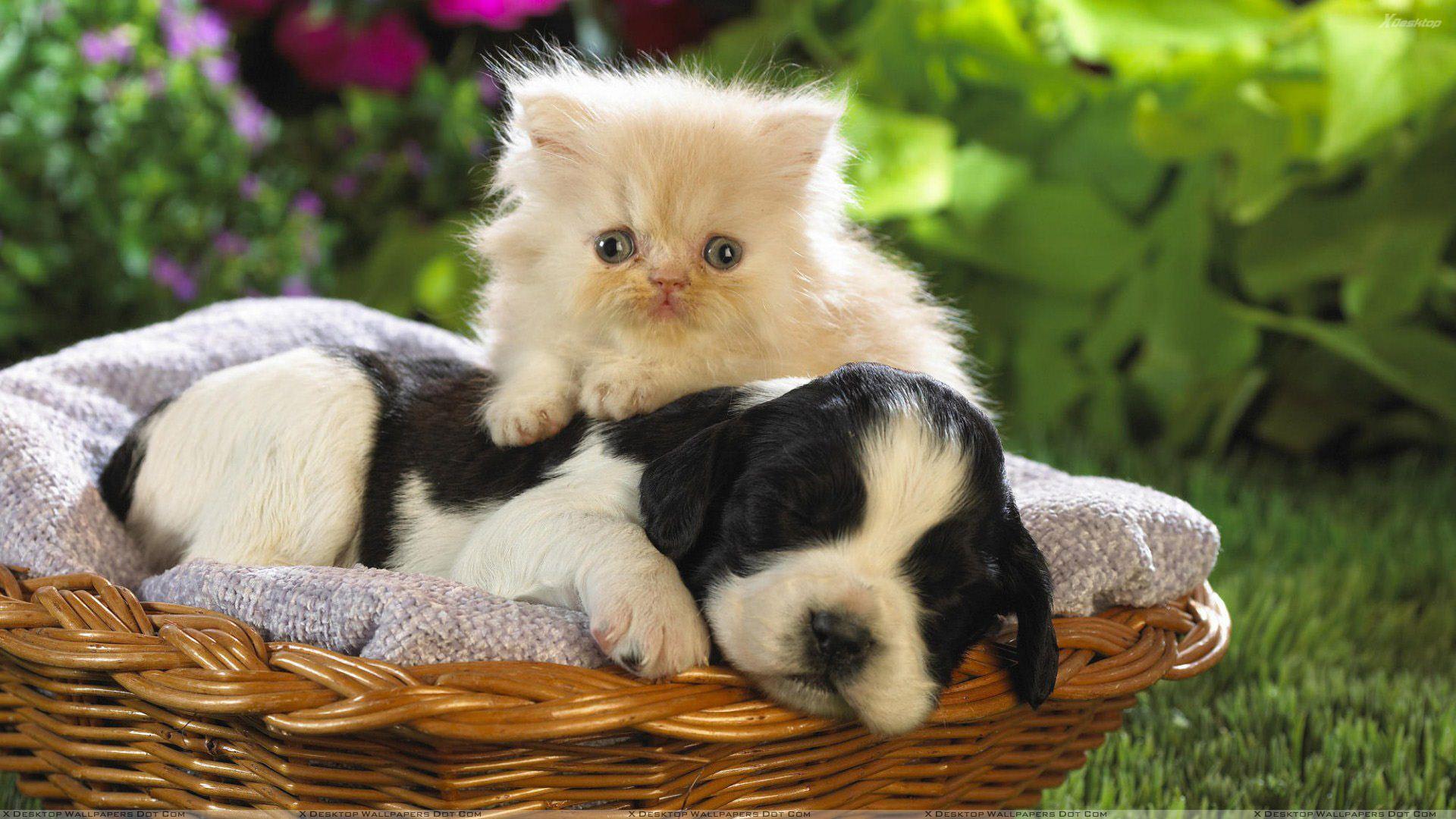 1920x1080 Cute Cats and Dogs Wallpaper