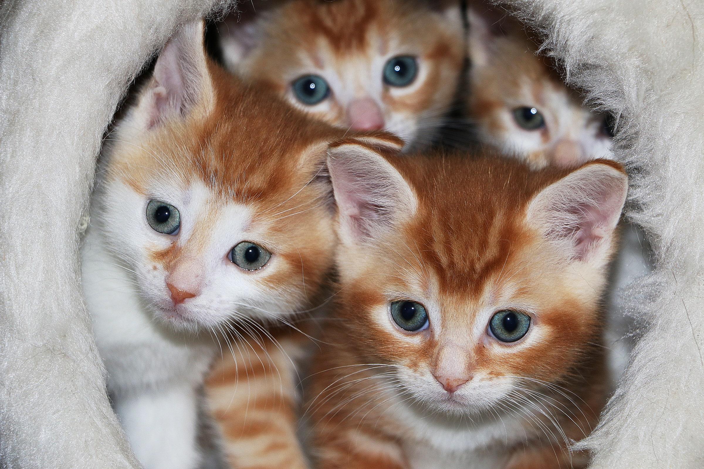 2400x1600 Best Pet Supplies and Tips for Kittens and Puppies (2022)