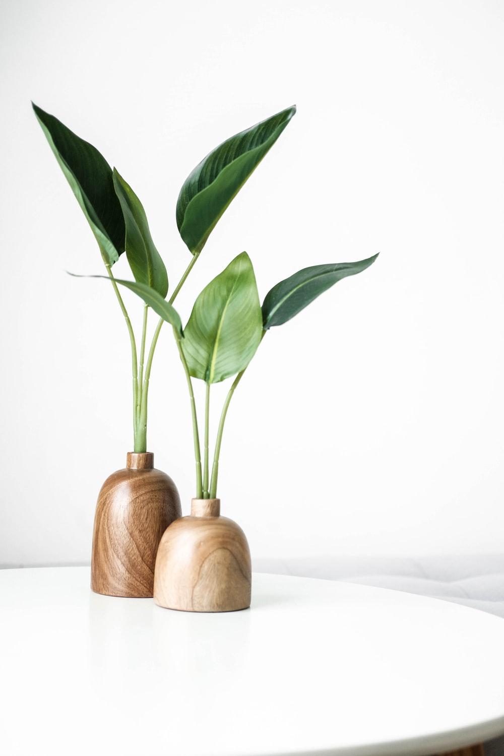 1000x1500 1K+ Minimal Plant Picture. Download Free Image