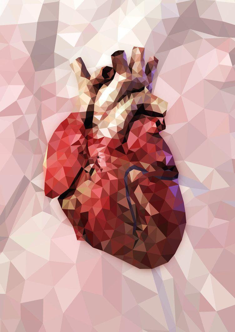 Anatomical Heart Wallpapers Top Free Anatomical Heart Backgrounds Wallpaperaccess