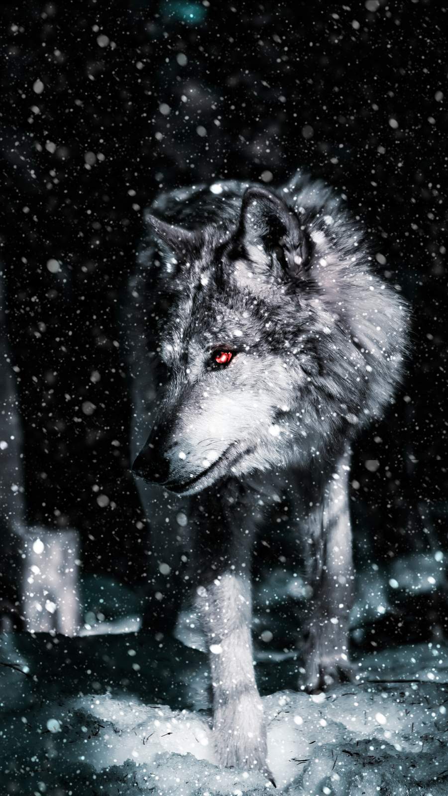 900x1600 Alpha Wolf IPhone Wallpaper Wallpaper : iPhone Wallpaper