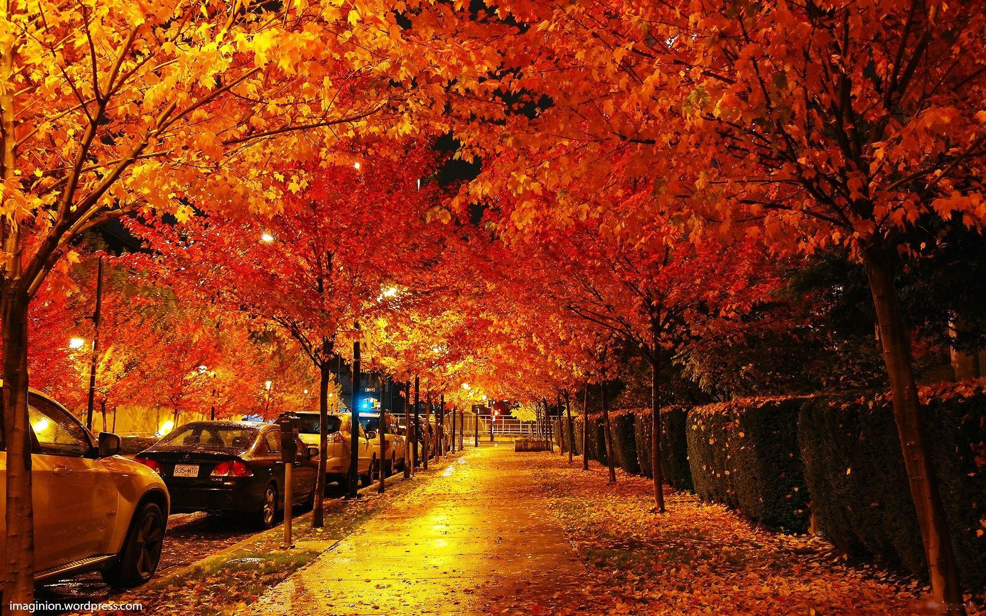 1920x1200 Vancouver Trees Street Canada HD wallpaper