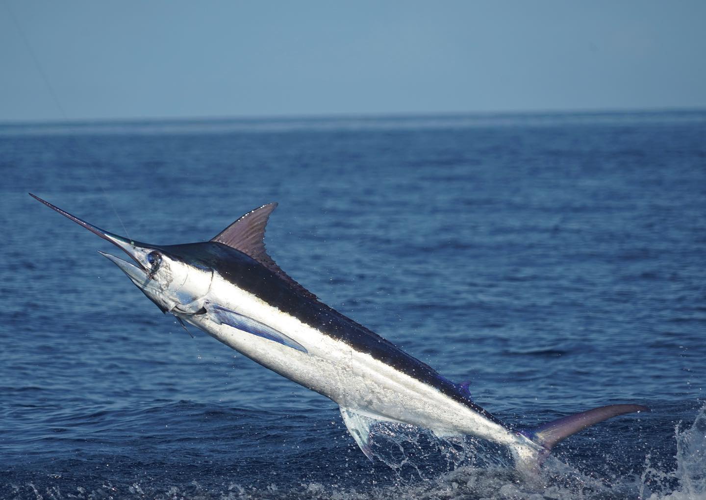 1440x1020 Blue Marlin off Miami Threat Charters