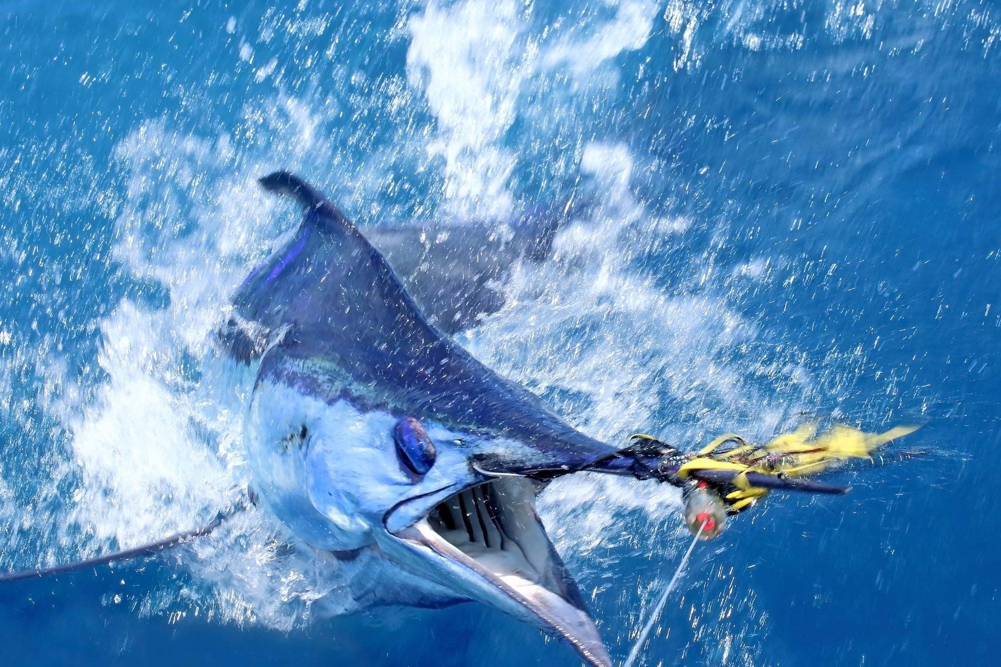 2000x1333 Billfish Destinations Around the World (Updated 2023)