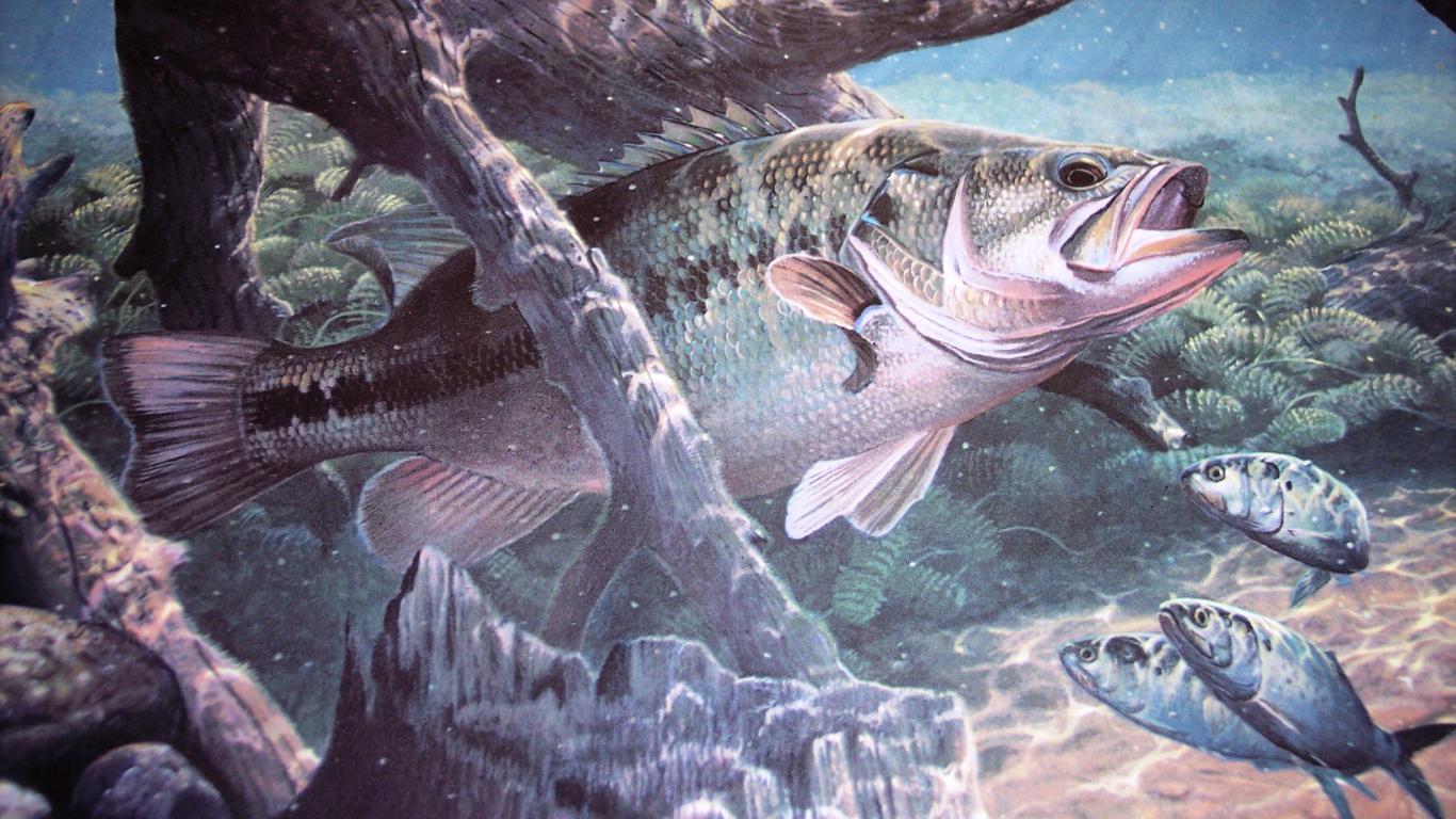 1366x768 Free download Bass Fishing Art Wallpaper [2856x2022] for your Desktop, Mobile & Tablet. Explore Bass Fishing Wallpaper. Fishing Wallpaper HD