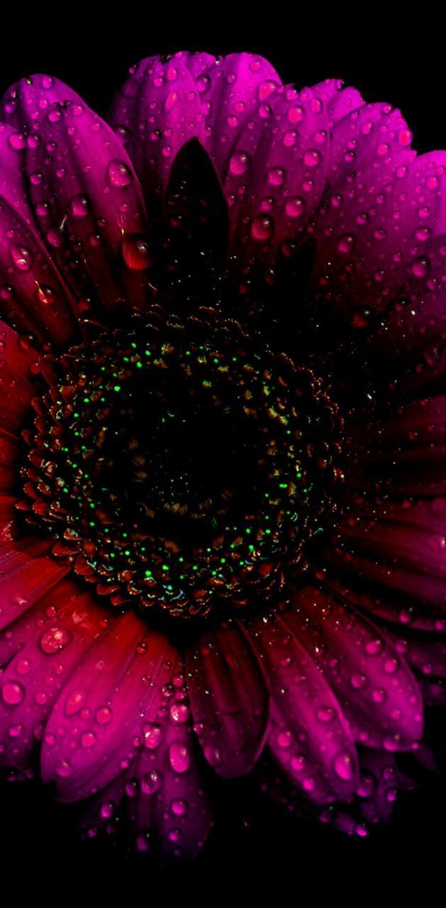 630x1280 sunflower wallpaper