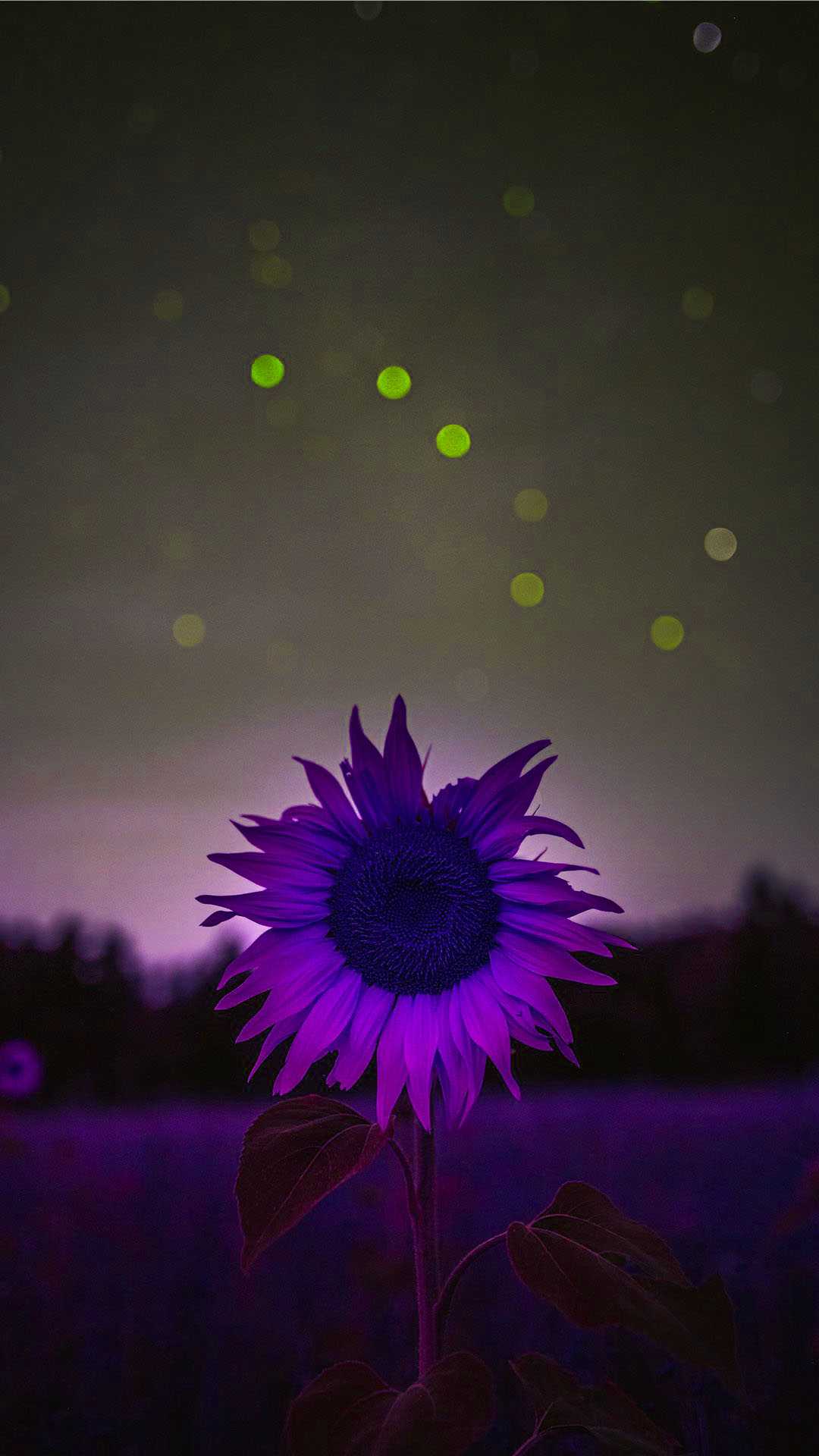 1080x1920 Sunflower Wallpaper