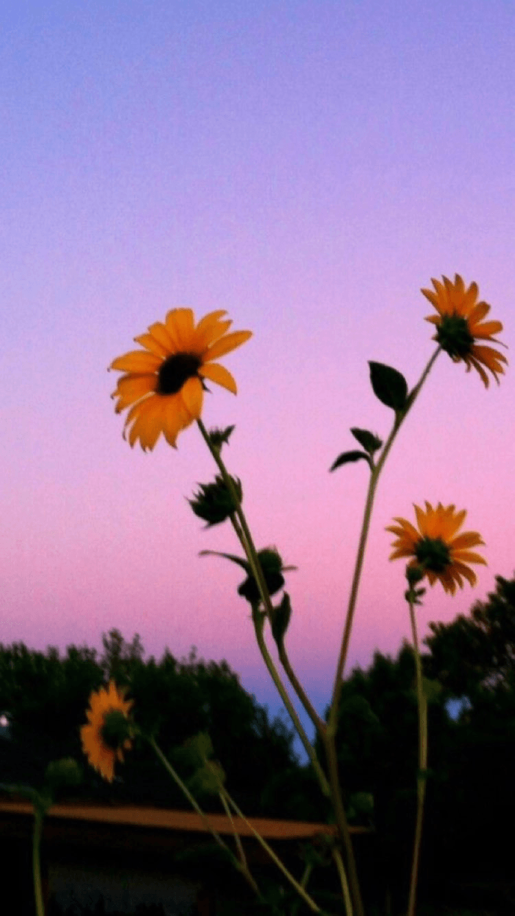 750x1334 Aesthetic Sunflower Wallpaper