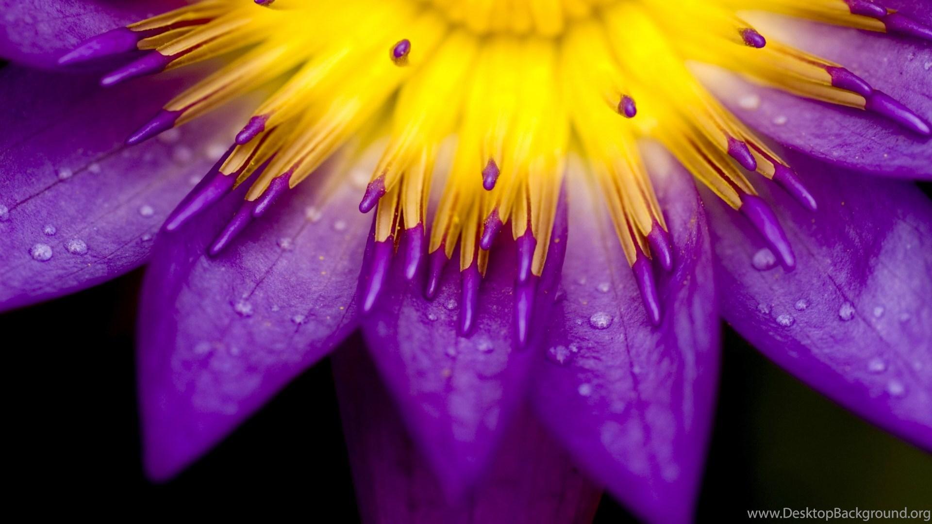 1920x1080 Jestingstock.com Purple Sunflowers Wallpaper Desktop Background