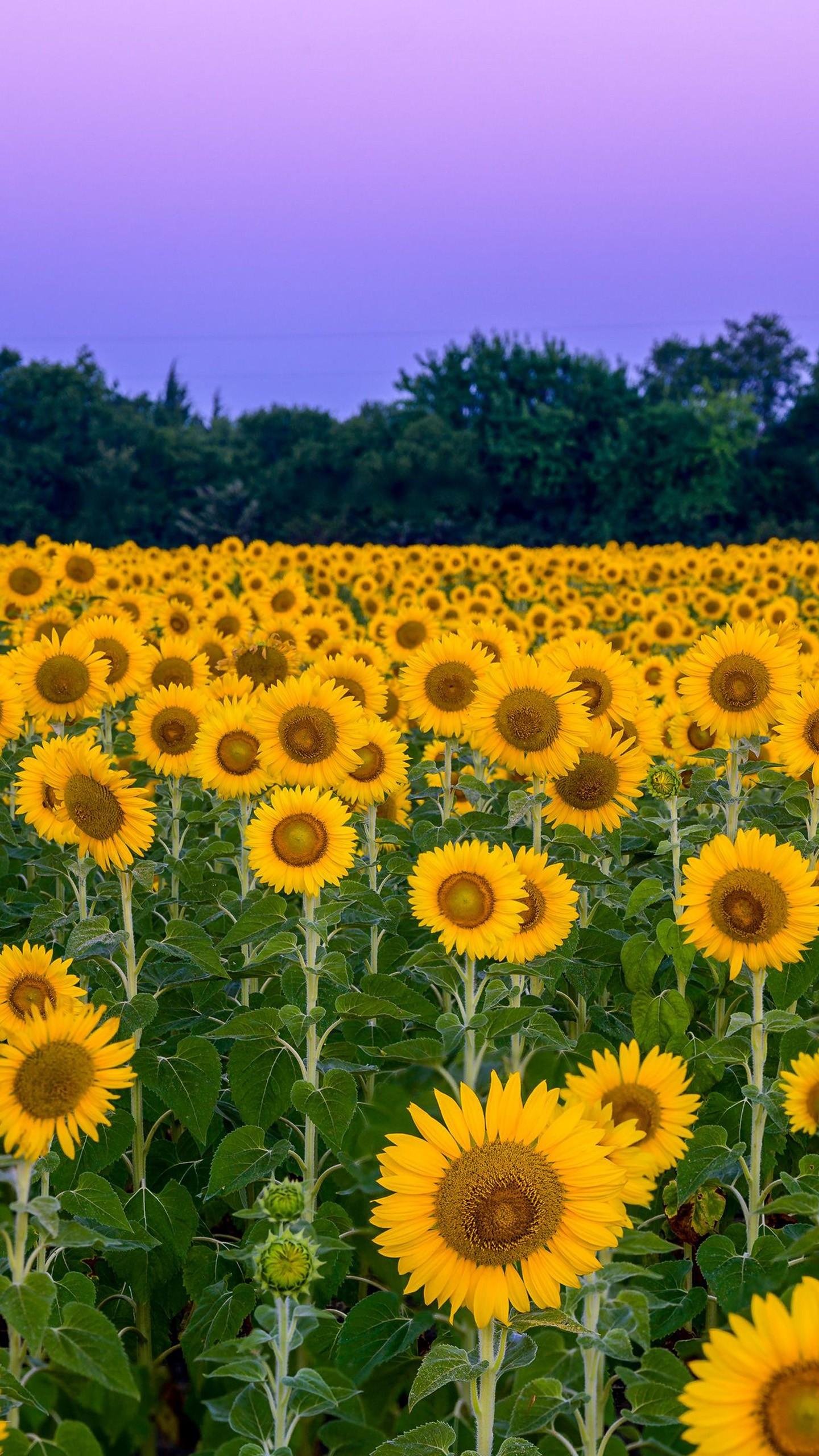 1440x2560 Sunflowers Flowers Field Trees Background Under Light Purple Sky 4K HD Flowers Wallpaper