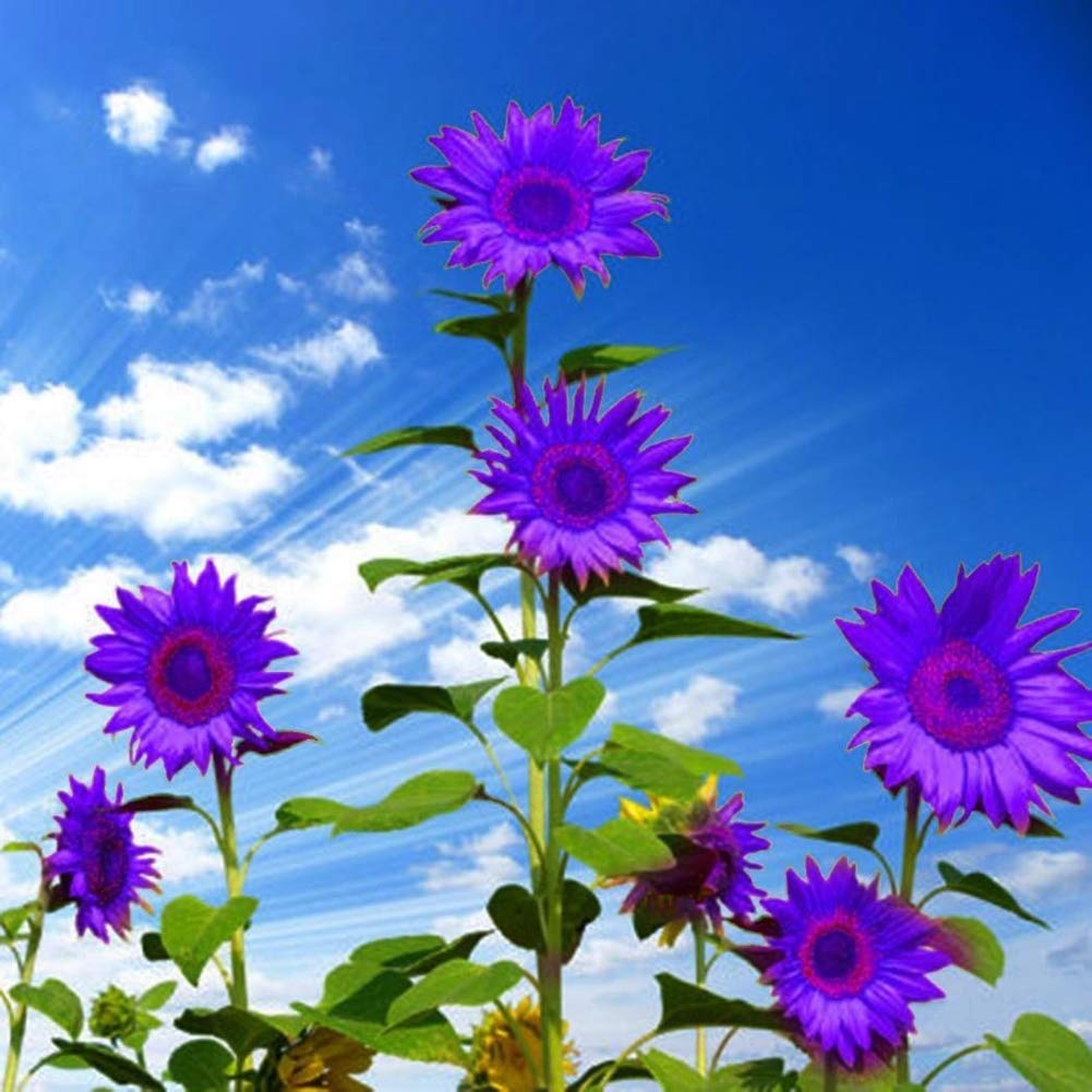 1001x1001 Amazon.com : GMNP0di% Sunflower Seeds To Plant Purple Sunflower Seeds Ornamental Plant Home Garden Yard Farm Office Decor Non GMO Seeds Purple Sunflower Seeds : Patio, Lawn & Garden