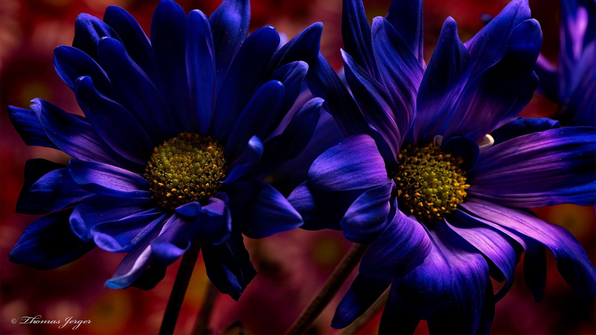 1920x1080 sunflower wallpaper