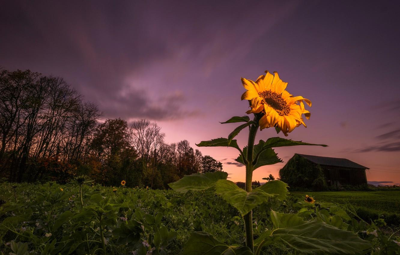 1332x850 Wallpaper night, house, sunflower image for desktop, section природа