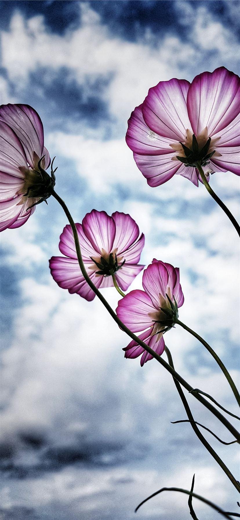 828x1792 purple petaled flower iPhone 11 Wallpaper Free Download