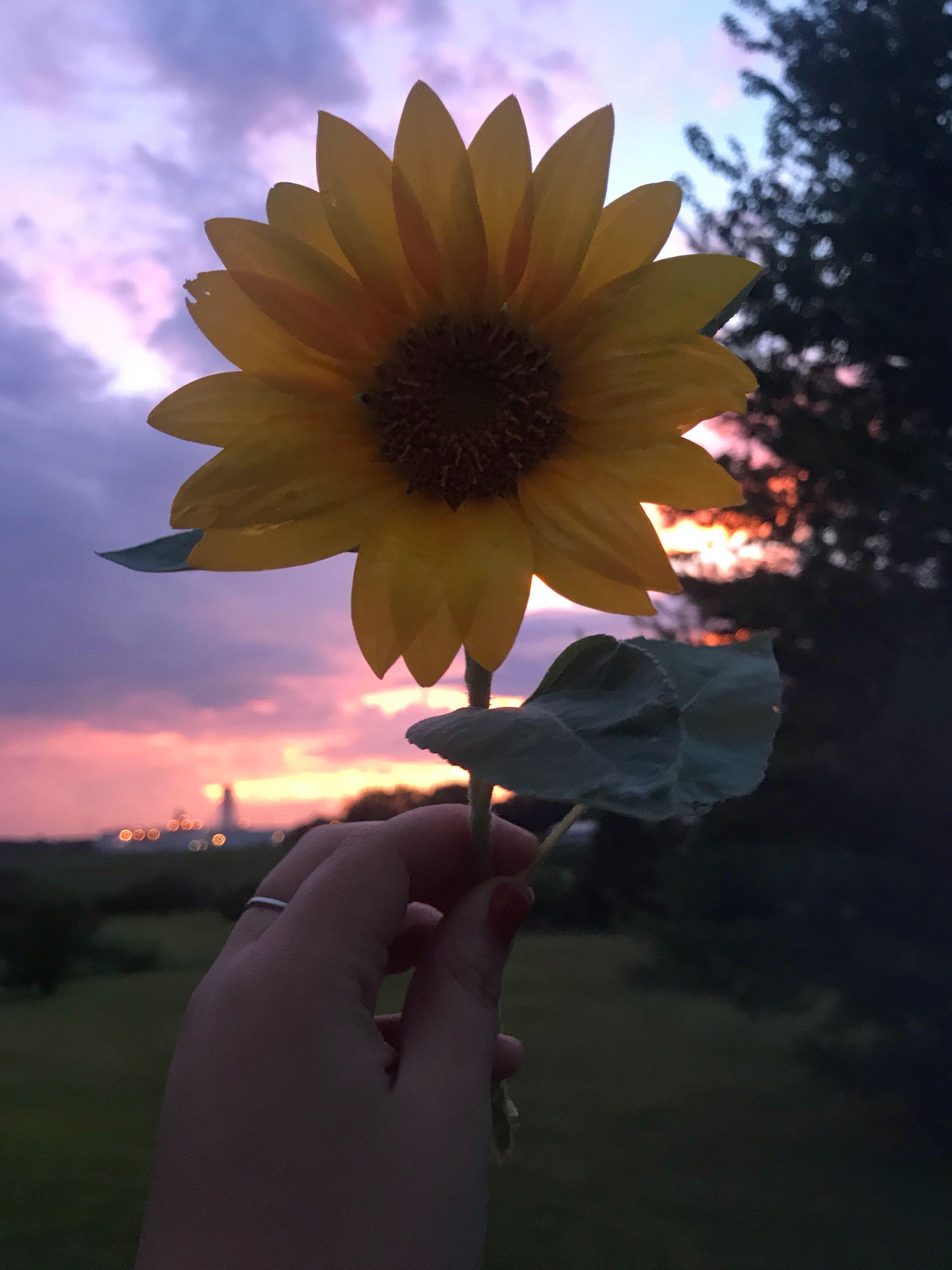 3024x4032 Sunflower :). Sunflower sunset, Purple sunset, Aesthetic photography