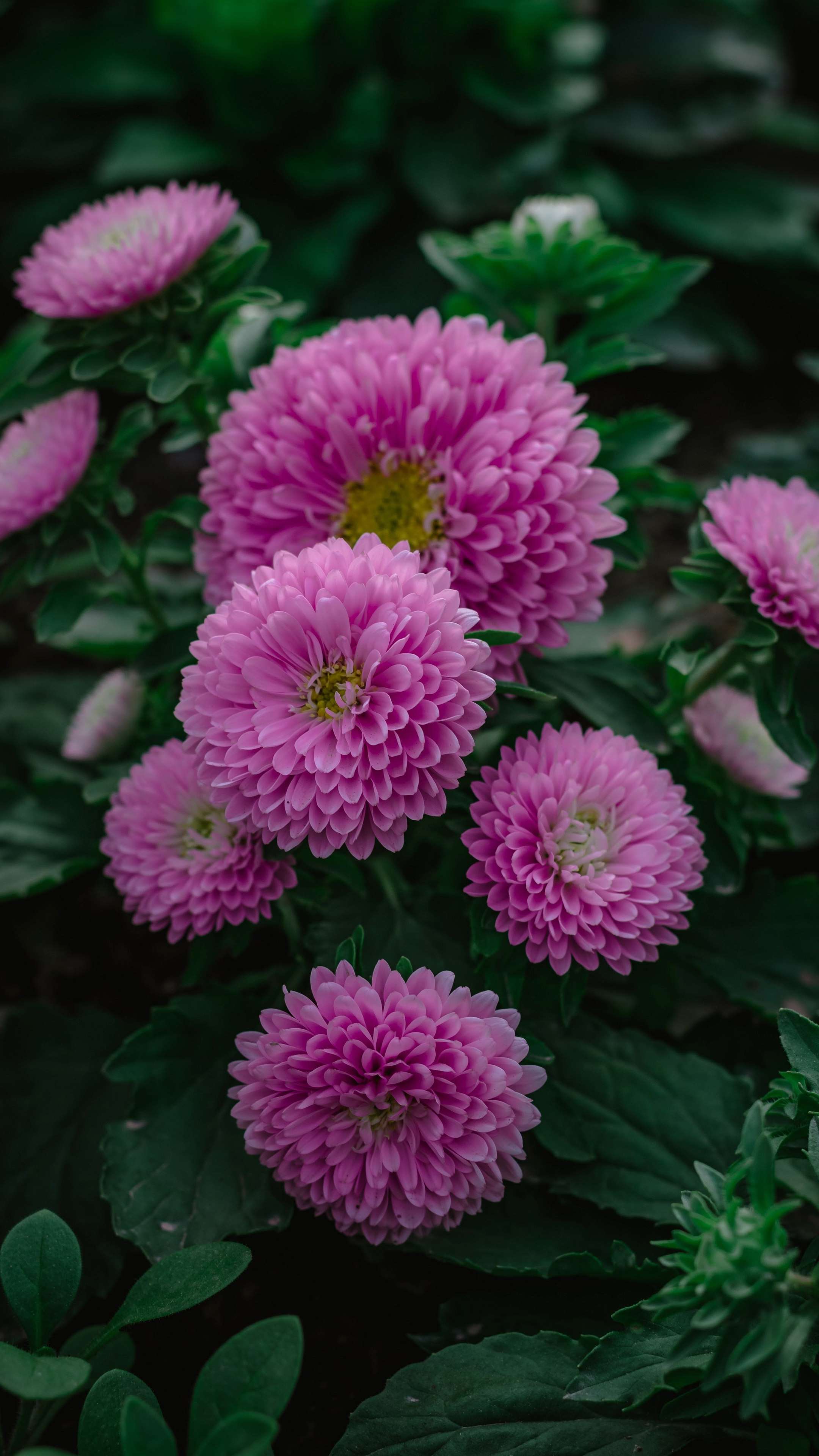 2160x3840 Light Purple Sunflower 4K Phone Wallpaper