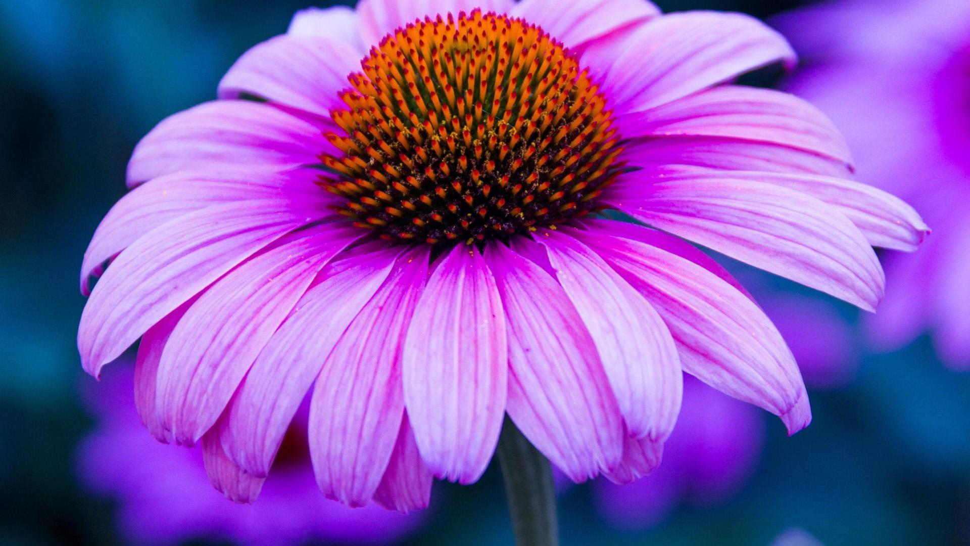 1920x1080 Closeup View Of Light Purple Sunflower In Blur Background HD Purple Wallpaper