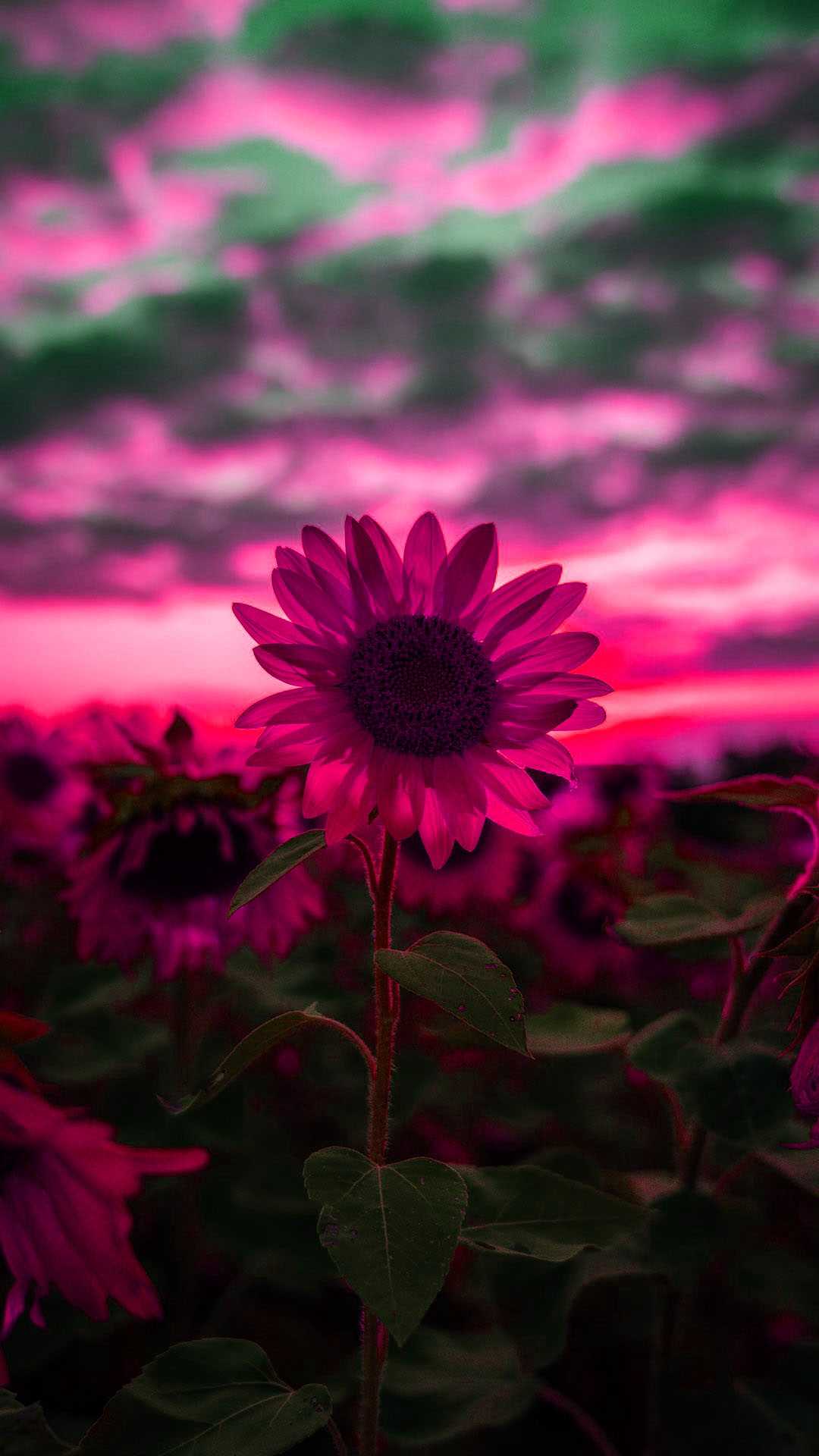 1080x1920 Sunflower Wallpaper