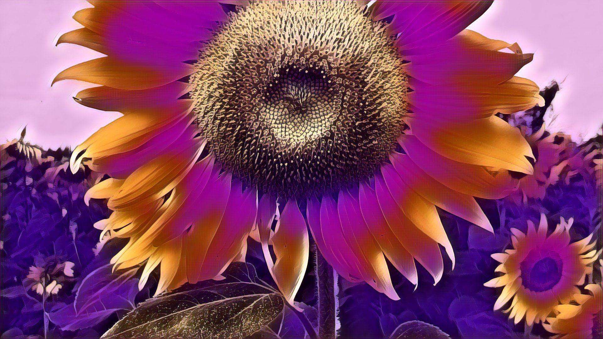 1920x1080 Sunflower Wallpaper iMac Wallpaper iMac
