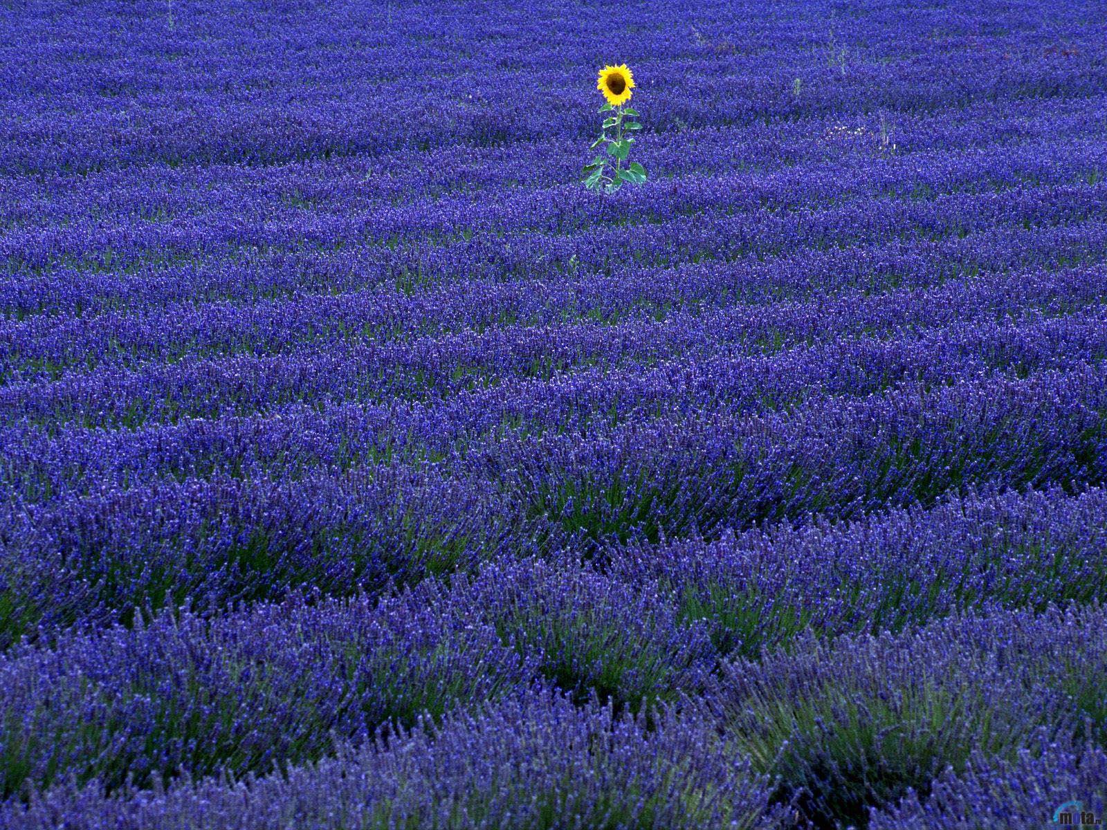1600x1200 Free download Wallpaper sunflower purple lavender Sunflower in lavender field [1600x1200] for your Desktop, Mobile & Tablet. Explore Lavender Fields Wallpaper. Lavender Wallpaper, Lavender Wallpaper Download, Lavender Wallpaper for Walls