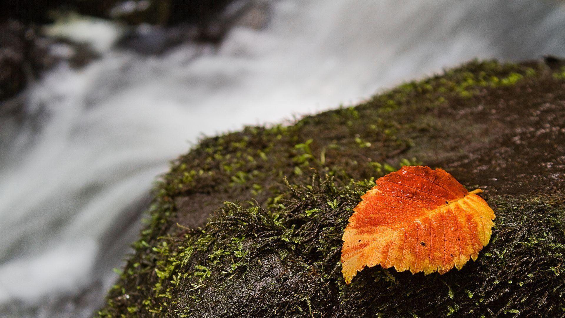 1920x1080 macro, plant, waterfalls, moss, natural, of, field, nature, hd nature