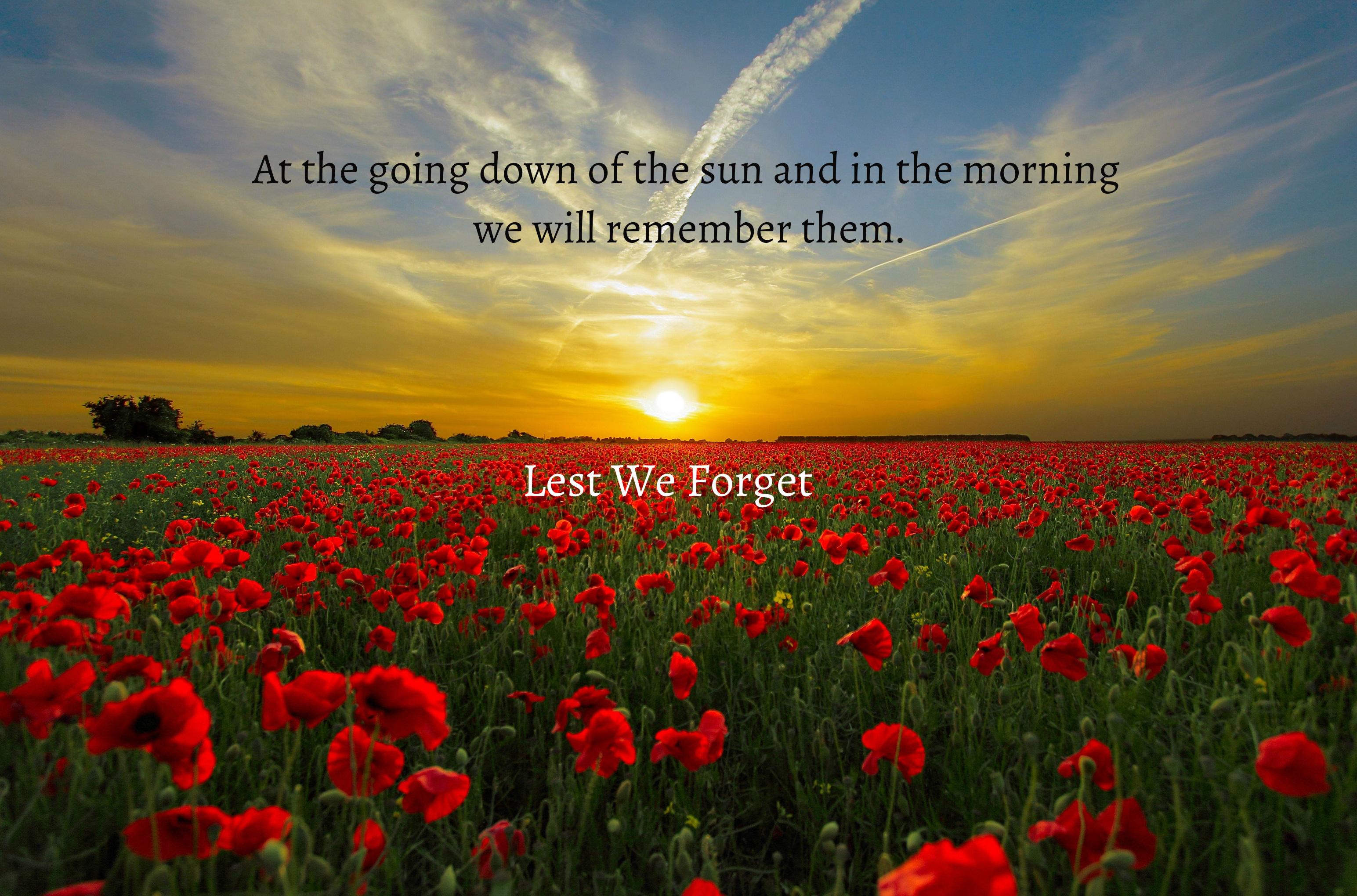 3089x2040 Download wallpaper with holiday Anzac Day with tags: Flower, Windows, Anzac Day, Holiday, Poppy, Sunrise