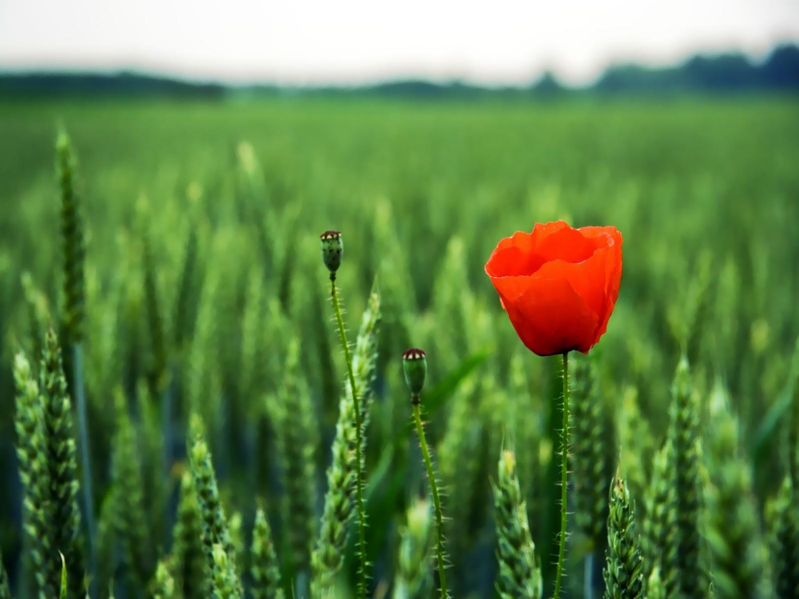 1600x1200 ANZAC Day Day Wallpaper