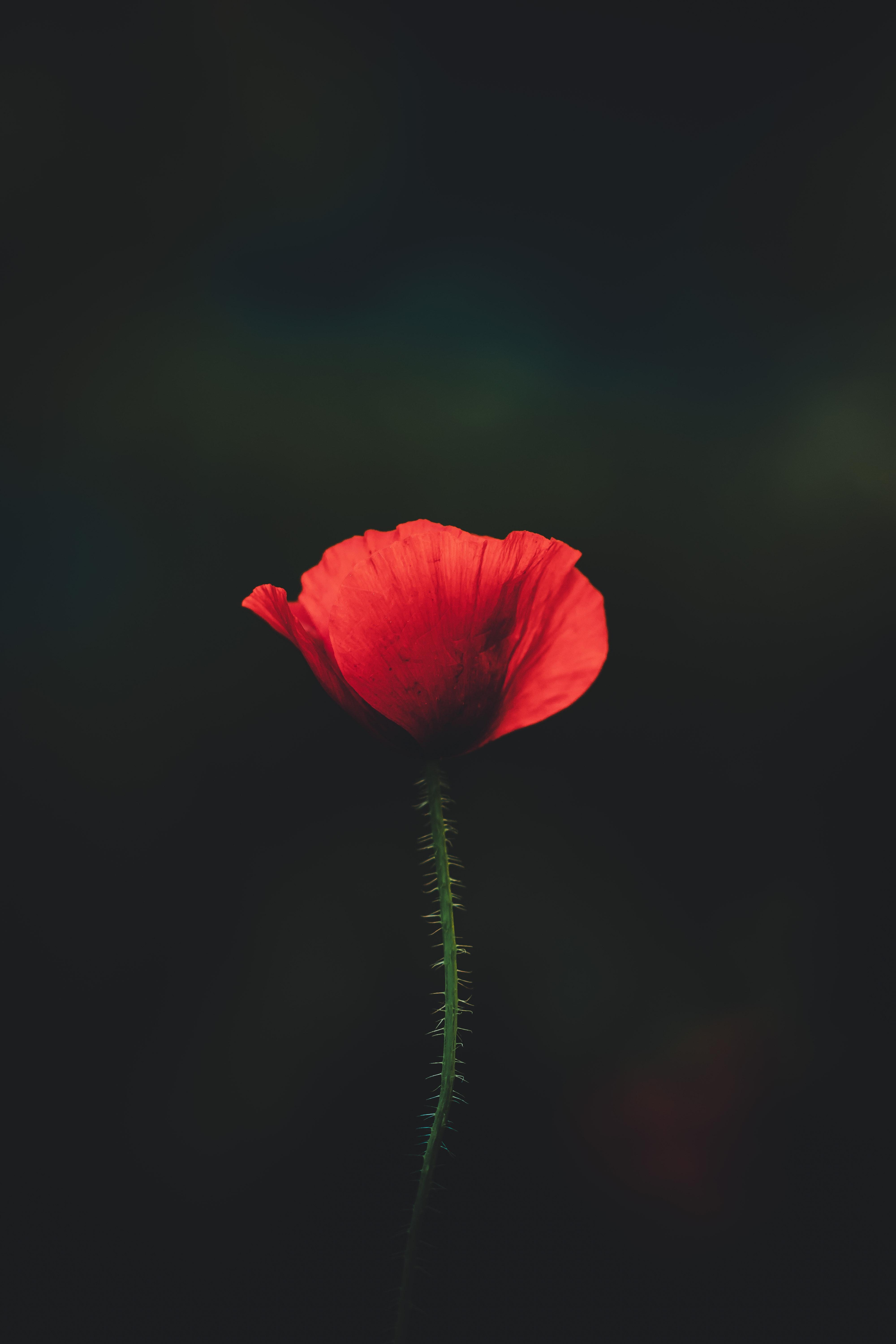 4000x6000 Poppies Photo, Download The BEST Free Poppies & HD Image