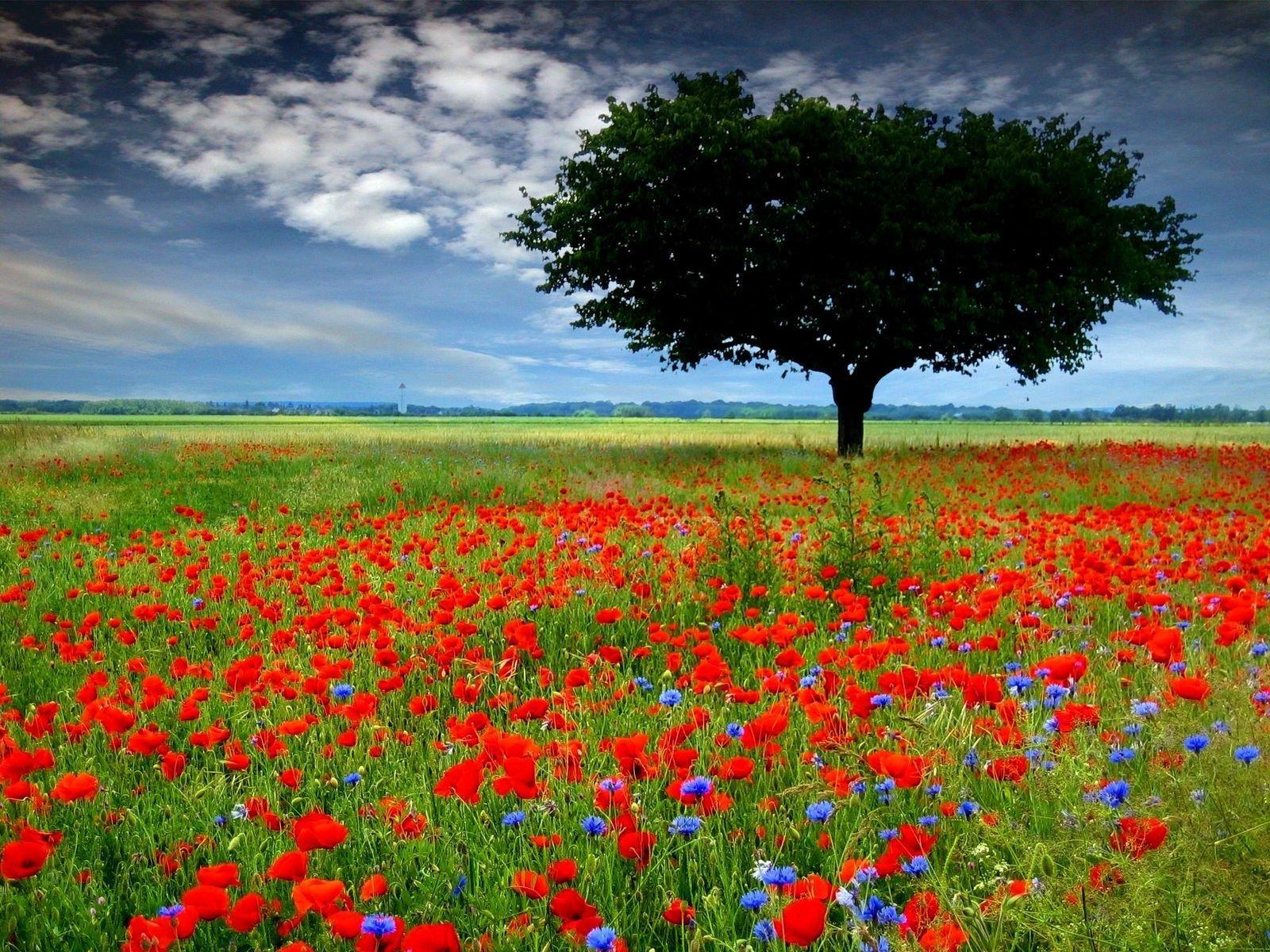 1600x1200 ANZAC Day Day Wallpaper