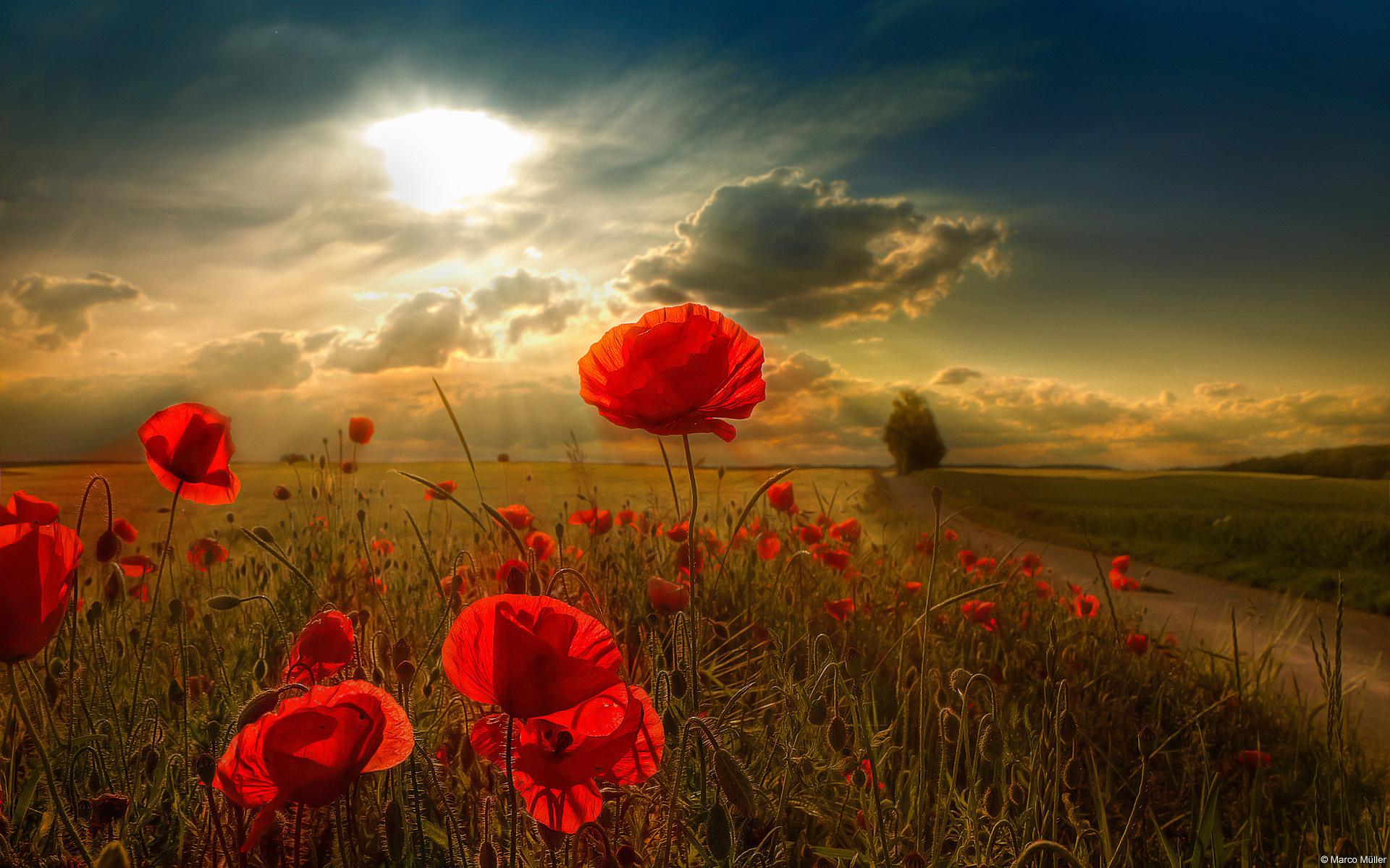 1920x1200 ANZAC Day 2018