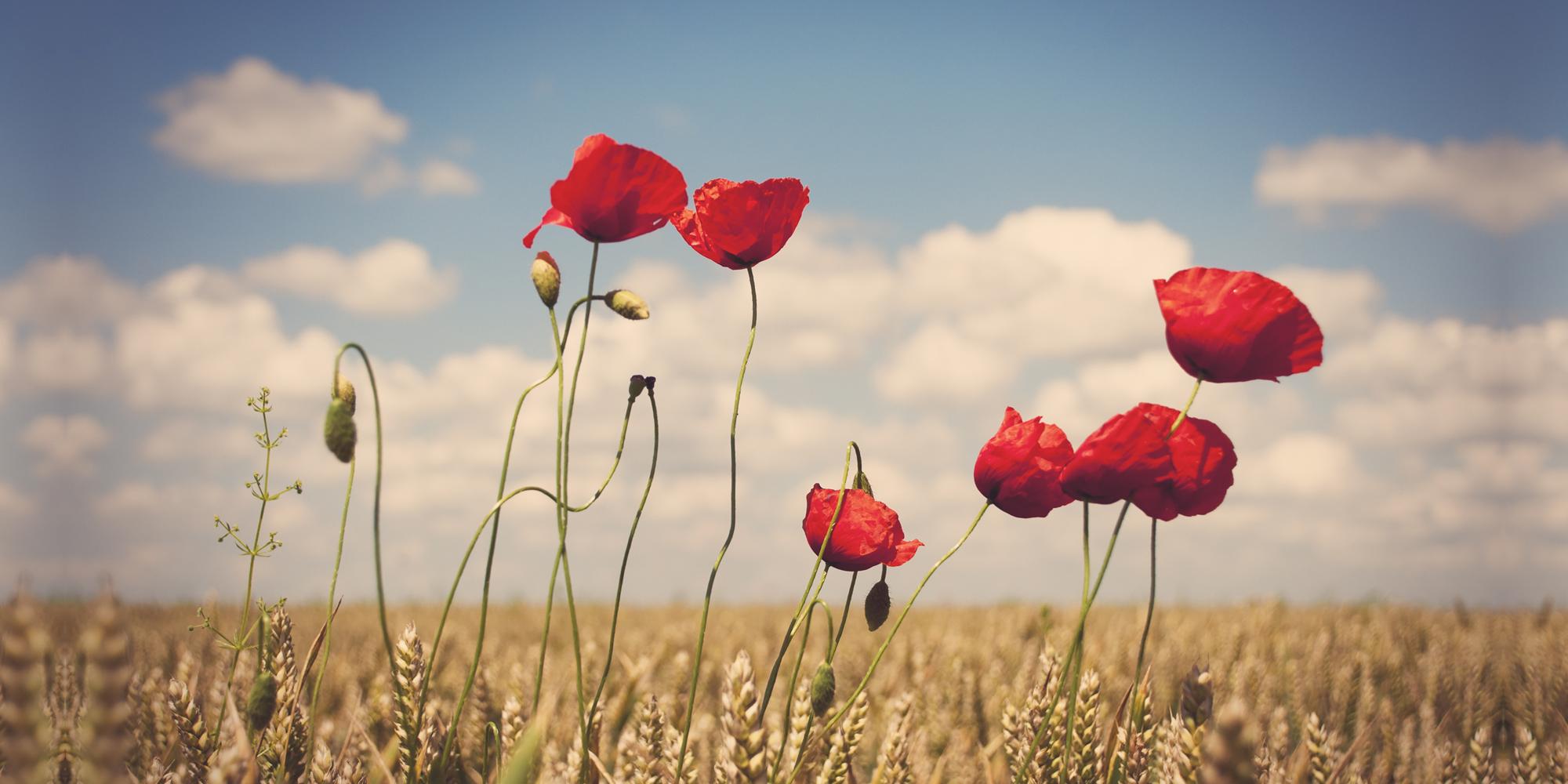 2000x1000 ANZAC Day