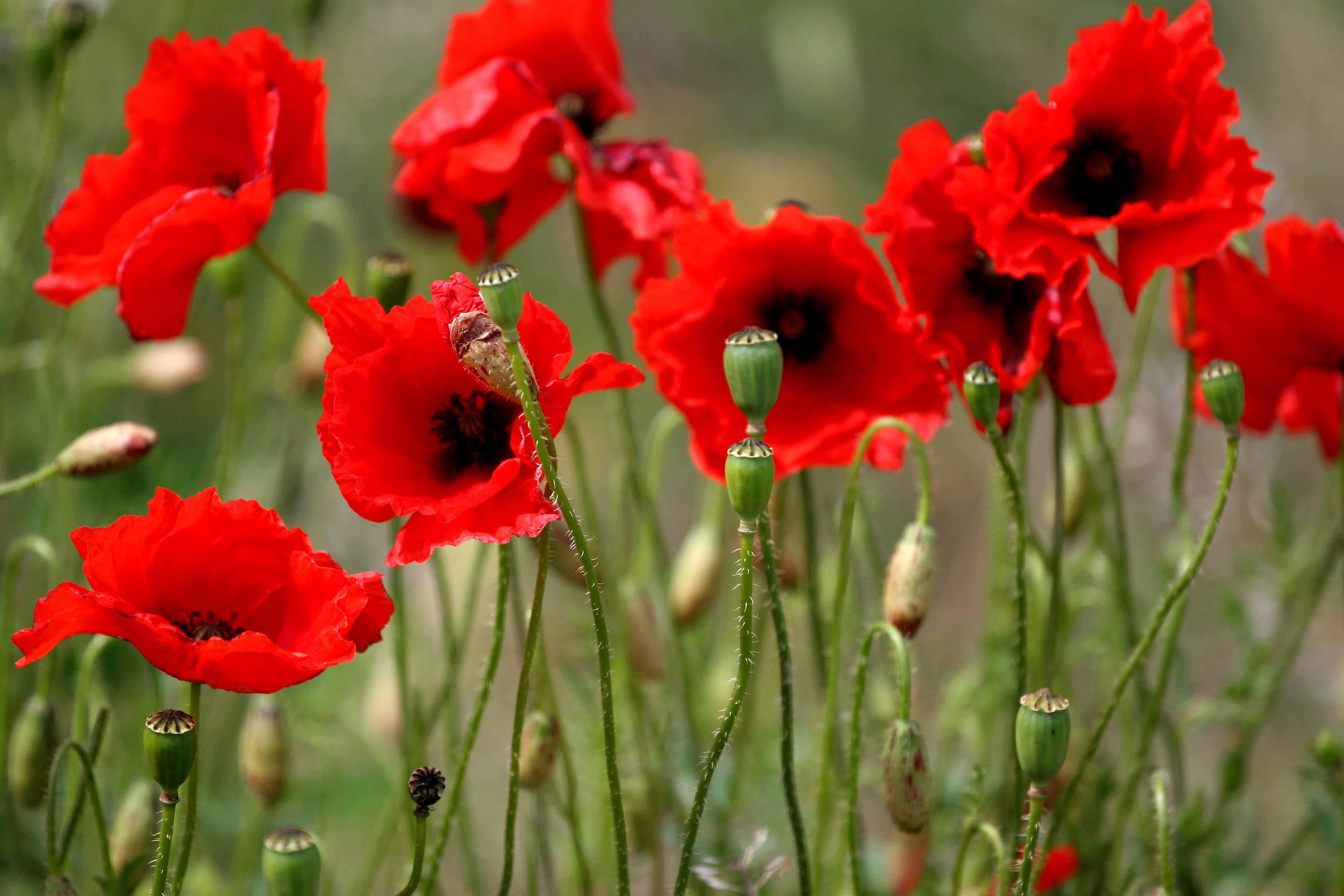 3504x2336 Anzac morning in the country