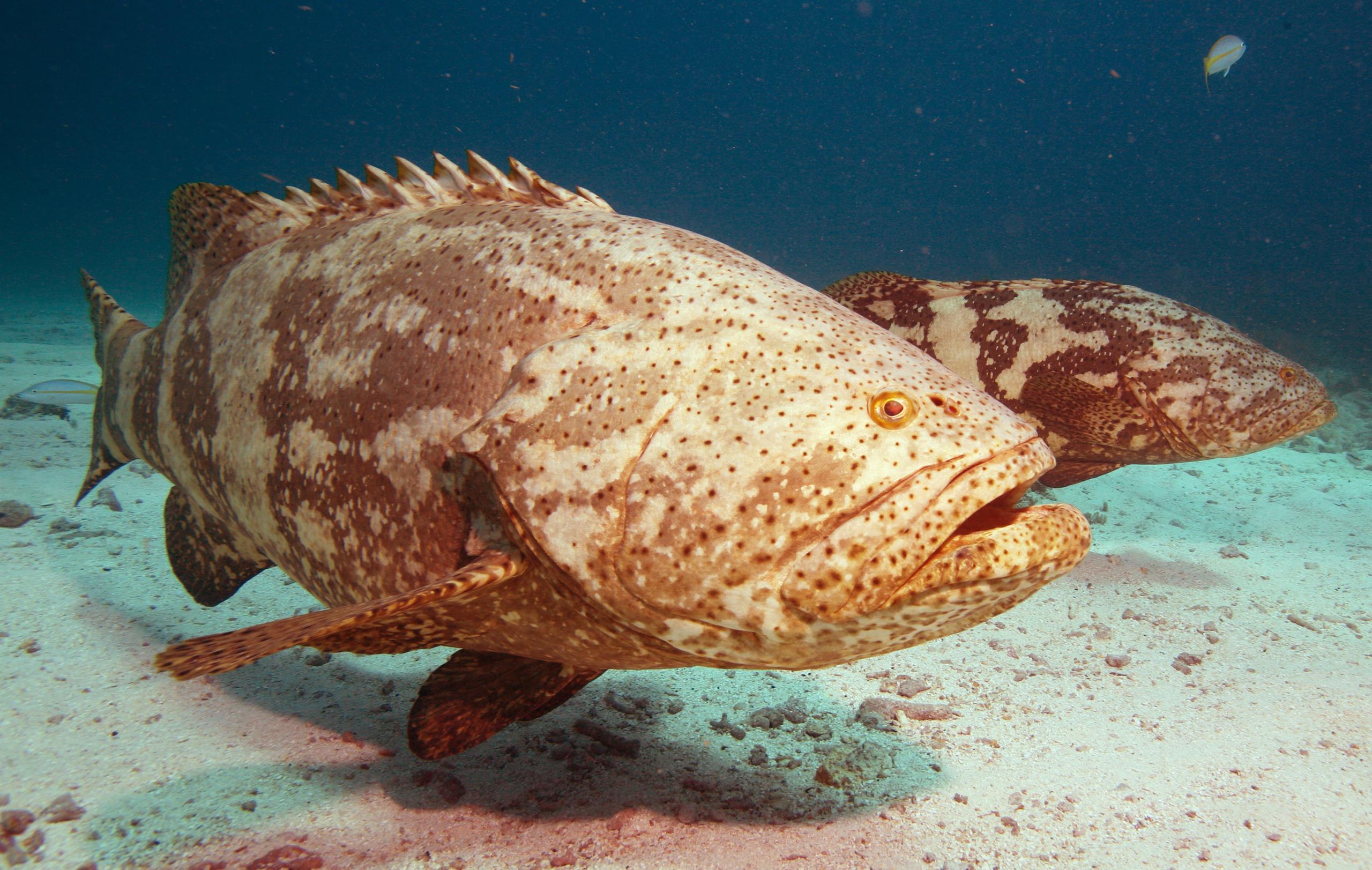 Grouper Wallpapers - Top Free Grouper Backgrounds - WallpaperAccess