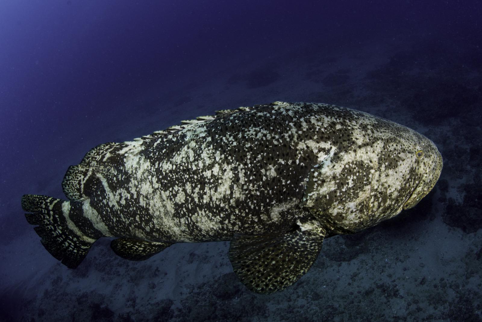 1600x1068 GOLIATH GROUPER HARVEST SEASON BEGINNING IN BUT KEYS LARGELY REMAIN OFF LIMITS Keys Weekly Newspapers