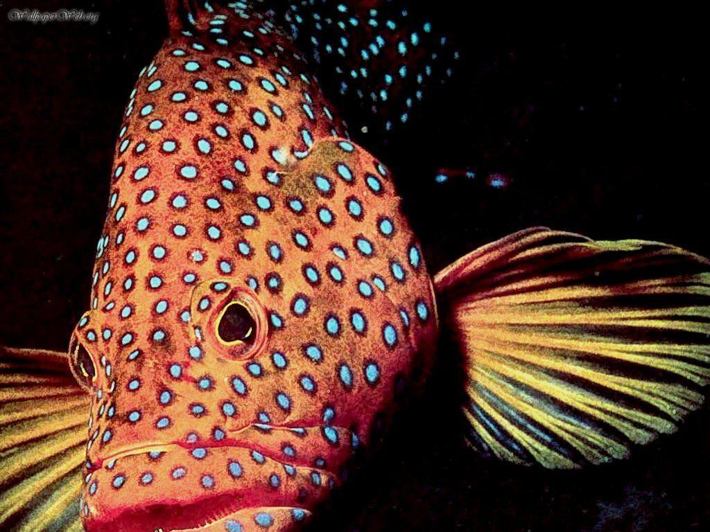 1024x768 Coral, Grouper, Coral blue